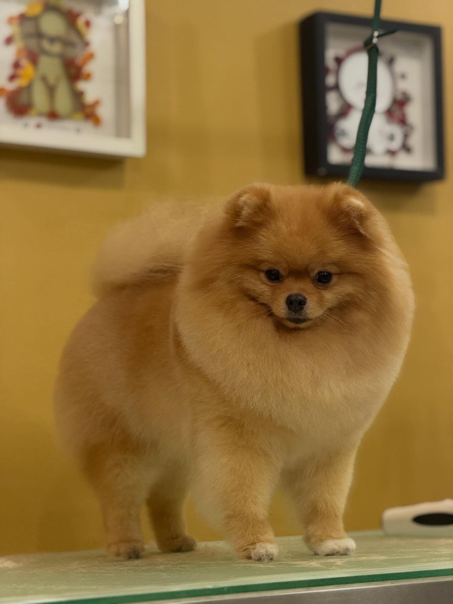 No es solo grooming… es amor, cuidado y dedicación en cada detalle 🐾✨
Tu mascota merece verse y sentirse increíble.
💛 Studio Grooming
Reserva por la página web www.studiogroomingpanama.com