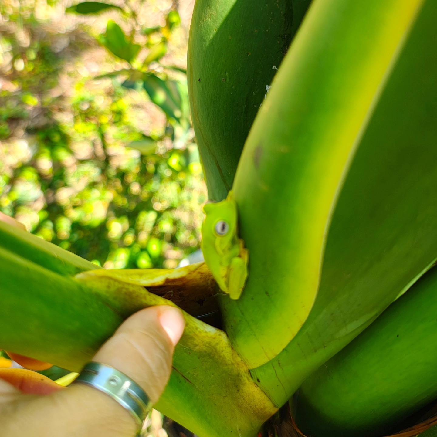 Conheça a Luísa. Nova moradora do jardim.
Ela pegou carona no vidro do carro!
Espero que goste da Costela de Adão como nova casinha :)
#perereca #costeladeadao