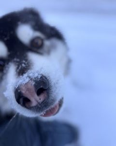 Kissed by a frost fairy! The snowiest nose around. โ๏ธ
#WoofHoofMew #morrisoncolorado #evergreencolorado #conifercolorado #petsitting #petsitter #dogsofcolorado #snownose #winterdog #dogsofinstagram