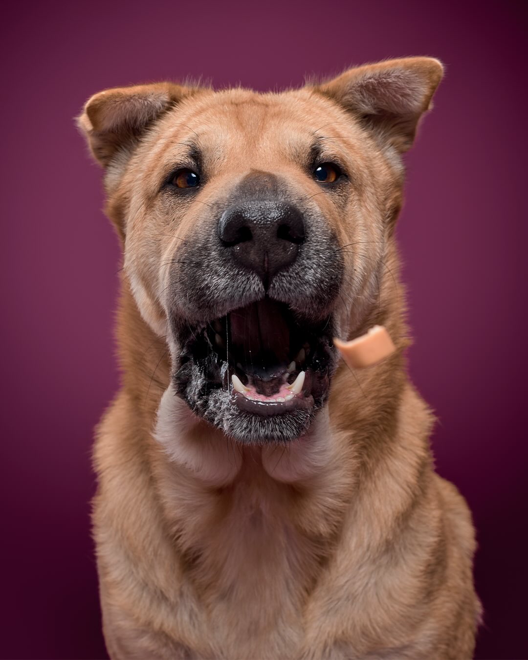 Ton chien mérite-t-il VRAIMENT juste des photos de téléphone ? 🐶✨
Au studio, chaque séance devient un moment de complicité, de fun et de fierté 🤍
Des portraits qui capturent leur regard, leur énergie… et tout l’amour qu’ils vous donnent au quotidien.
Parce qu’un chien, ce n’est pas “juste” un animal.
C’est un membre de la famille. Un souvenir vivant.
🎁 Avec le compte @lapatrouilledespatounes , profite de -10% sur ta séance et tes agrandissements !
👉 Demande ton code en DM
📩 Envoie-moi un message pour réserver ta séance
❤️ Like si ton chien fait partie de ta famille
💬 Dis-moi le prénom de ton compagnon en commentaire
#photographechien #portraitanimalier #chienheureux #photographenimes #animauxdecompagnie
@ffpmi_ocs @pitit_pied_poppy_iloa
