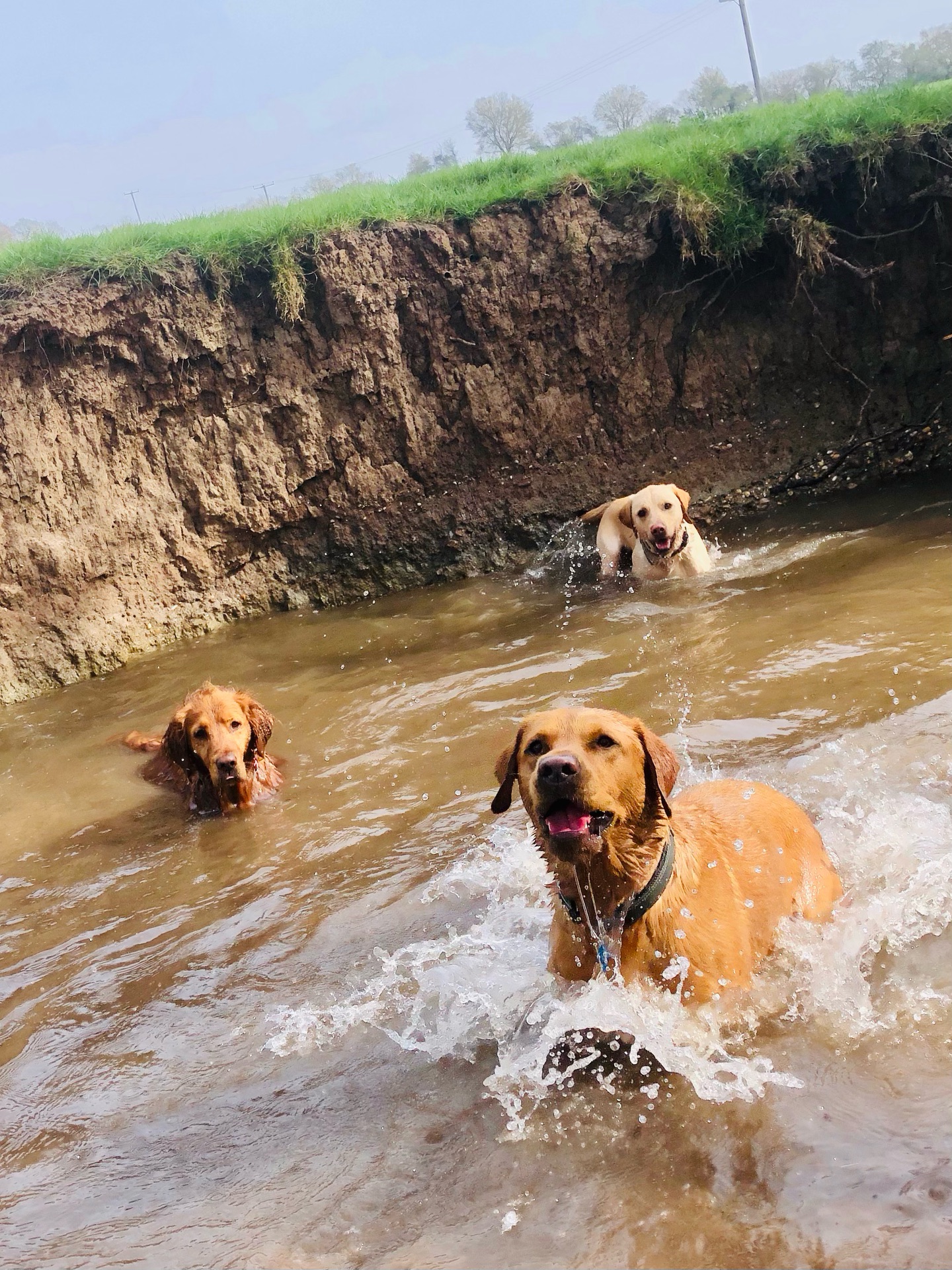 🤪❤️🐾💦
If your dog would like to have a walk with us then contact us at www.ardendogwalking.co.uk and check out our half-day experience.
#ullenhall #tanworthinarden #hockleyheath #henleyinarden #dog