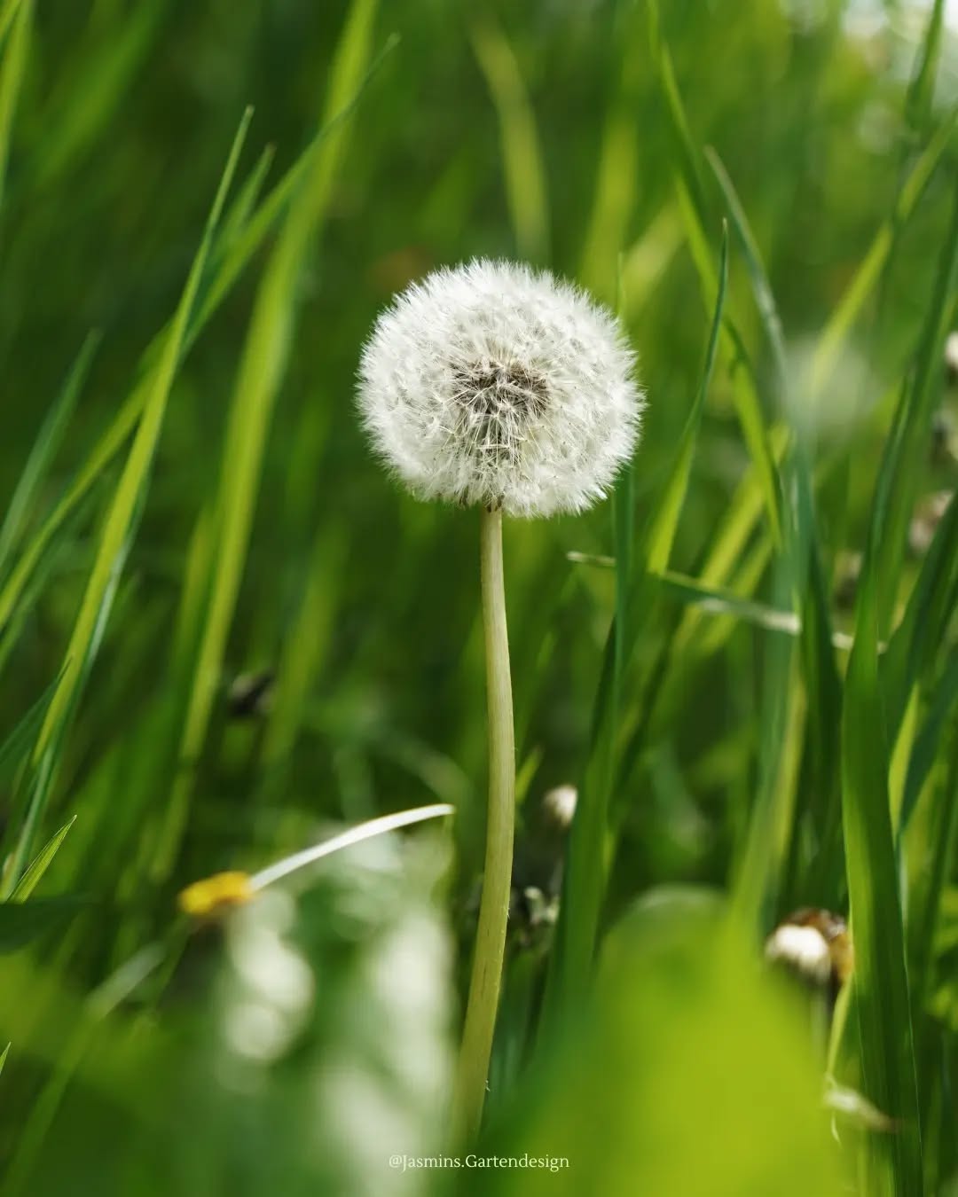 🍀 Wünsch dir was 🍀
Wenn du über die Bedeutung der Pusteblume nachdenkst ...versetzt dich das in deine sorglose Kindheit? Als du den watteähnlichen Ball gepflückt und die Samen in den Wind gepustet hast, um dir was zu wünschen?
Was würdest du dir heute wünschen?
Die Pusteblume ist eine der am meist verbreiteten Blumen der Welt, wird aber oft unterschätzt und übersehen, weil sie als Unkraut gilt. - Also denk daran, auch die unscheinbarsten Pflänzchen können nützlich sein (medizinisch, emotional, dekorativ,...)
Bezeichnung:
Während der Blütezeit: gelber Löwenzahn
Versamung: Pusteblume
.
.
.
.
.
.
.
.
.
.
.
.
.
#Landschaftsarchitektur
#landschaftsfotografie
#landscapephotography #landscapedesign #Gartengestaltung #gartenplanungen #gartenkonzepte #pflanzkonzepte #pflanzencommunity #pflanzenwissen #pflanzenfotografie #makrofotografie #pusteblume #Löwenzahn #grünebranche #grünanlagen #grünerwohnen