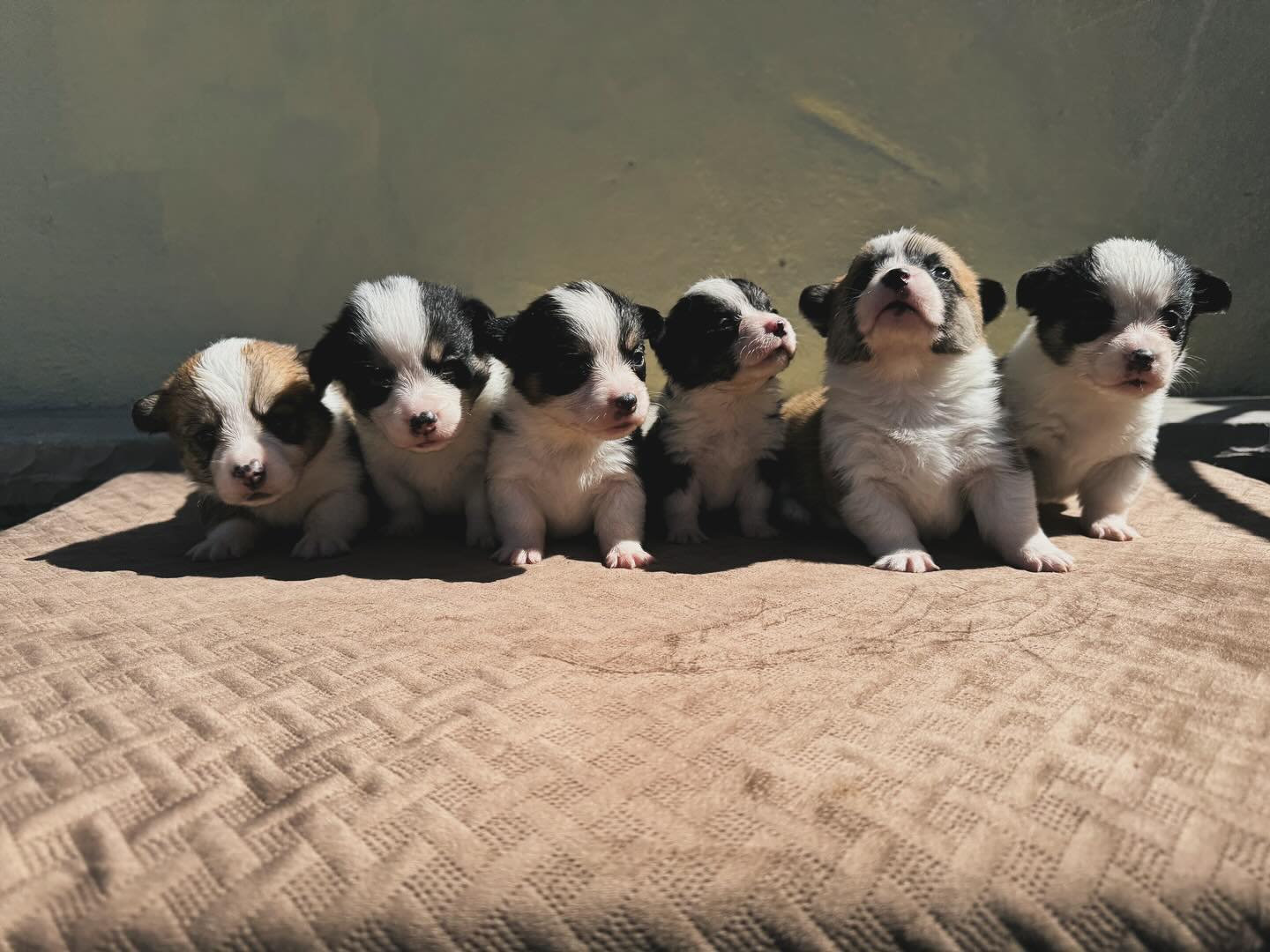 Who do you think out of all 6, rules this pack ? 🤔
•
•
•
Follow 👉 @officialbeneva ❤️
•
•
Follow 👉 @officialbeneva 🐶
•
•
Follow 👉 @officialbeneva 🐾
•
•
•
Follow us for more corgi content 📸
•
•
Comment/Tag a friend who needs to see this 💝
.
.
.
.
.
.
#ilovemydog #dogpals #dogsarelove #doglovers #itsadogslife #dogsofinstaworld #bestwoof #mydogiscutest #teamcanon #dogkisses #dogmoments #tongueouttuesday #weeklyfluff #dogsrule #happydogs #dogsmakemehappy #cockapoo #dogs #tot #mustlovedogs #dogsarethebest #puppyoftheday #dogsofinstagram #dog #bestwoof10k #puppy #mydogisthecutest #puppies #corgipuppies #bayarea