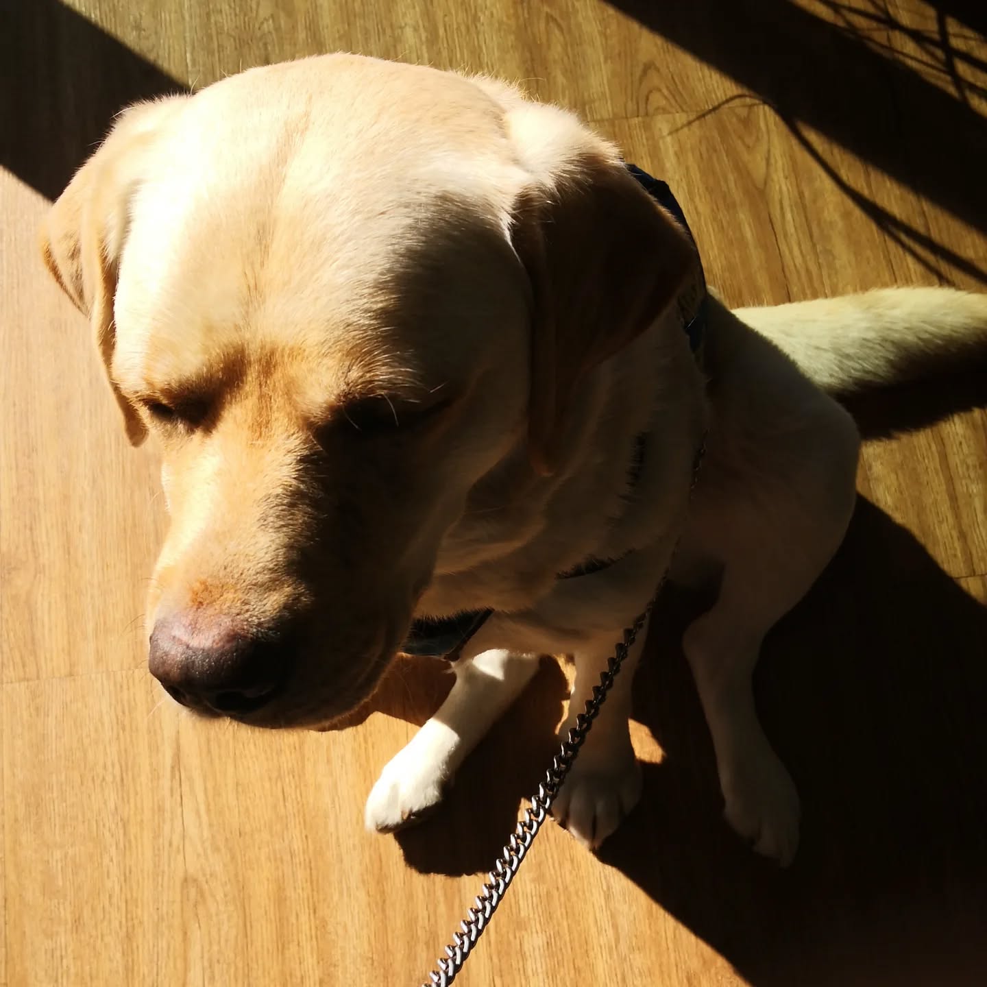 Taï-Chi encore super chien pendant cette séance. Travail des Escalators et accès en magasin. Ici tranquillou pépouse à la caisse a profiter du soleil. ♥️