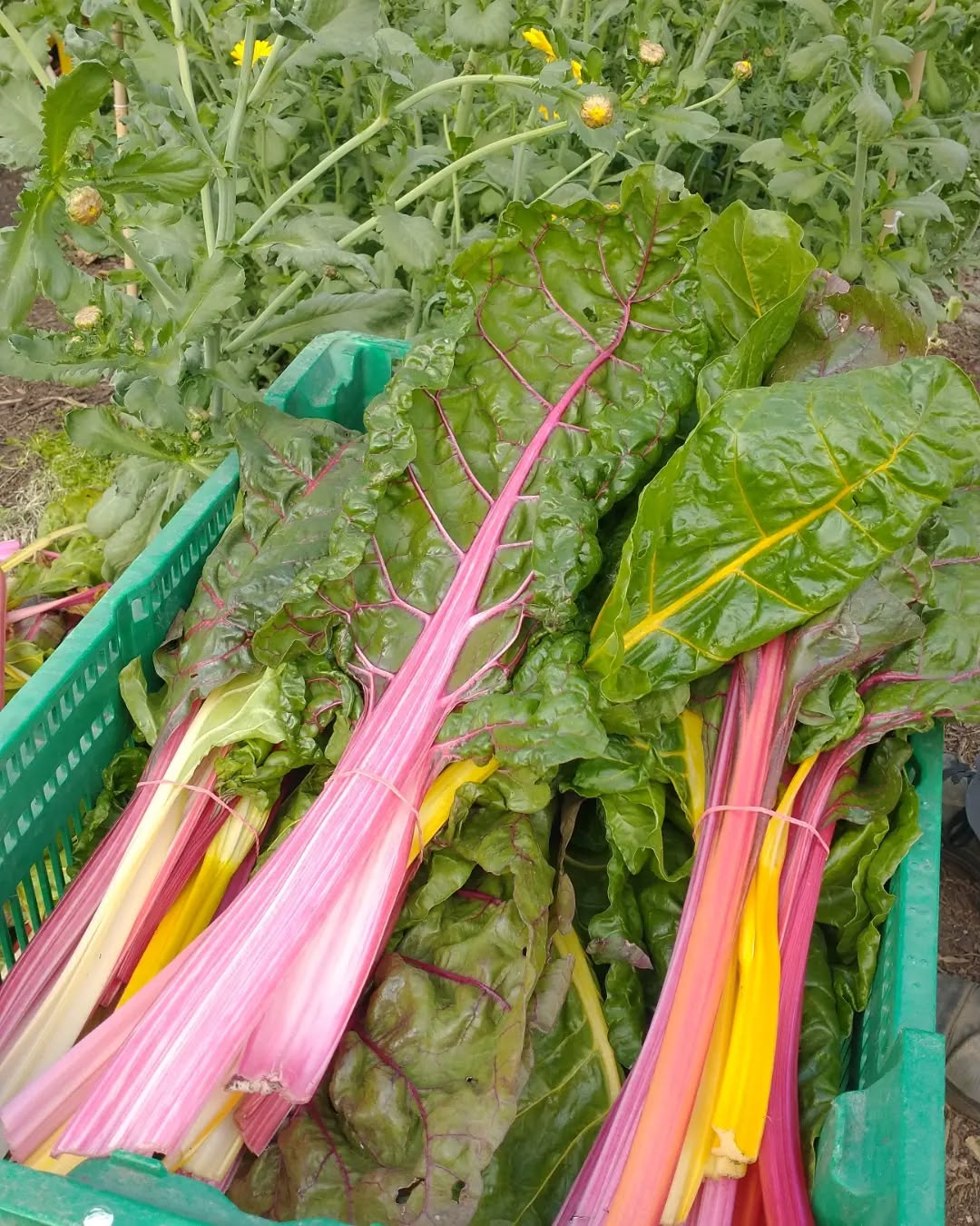 Frühling im Garten ☀️Die Ernte hat vor drei Wochen angefangen, es war ein bunter Saisonbeginn 🥬🌈