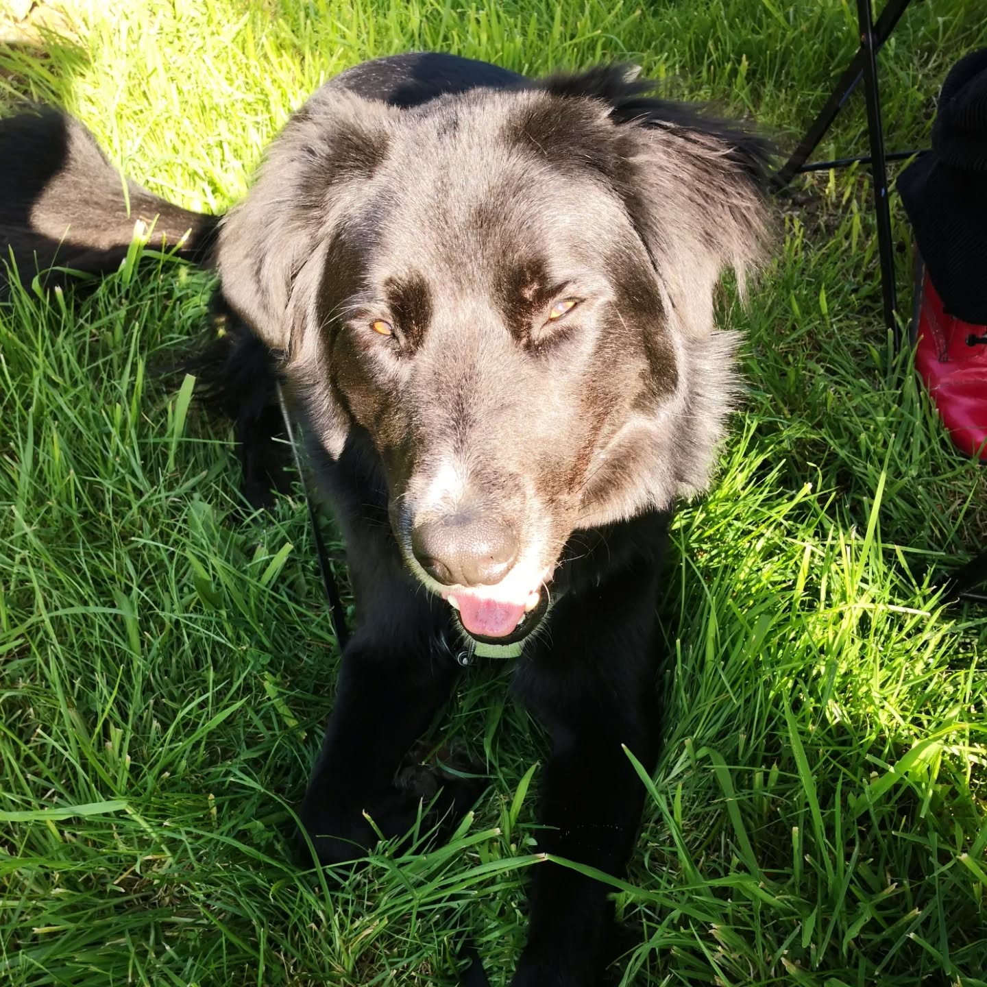 Super séance avec Yuva sur le statique et le calme en extérieur. On donne de la valeur au rien et on évite la mise en échec. Yuva a tendance à aboyer pour attirer l'attention quand il s'ennuie... Du coup on donne plus de valeur au rien qu'à l'interaction ou demande d'interaction 😉