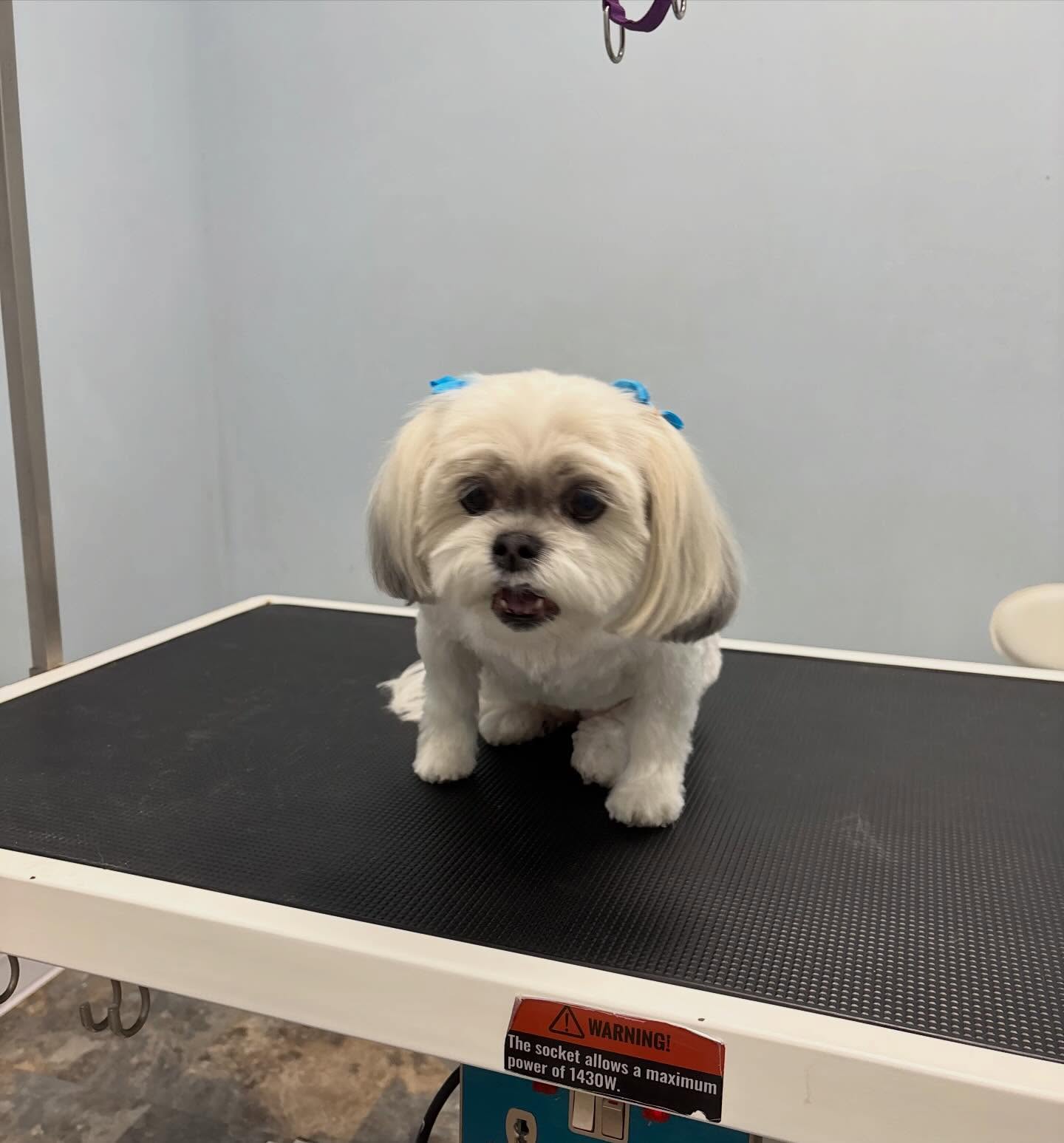 Belle 🌸
#shihtzu #doglover #dogspa #doggroomer #ncdoggroomer