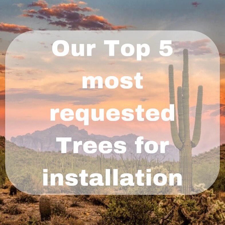 Our Top 5 most requested trees for installation Part 2!!
1. Olive Tree
2. Pine Tree
3. Ironwood Tree
4. Mastic Tree
5. Tipu Tree
.
.
.
.
#azlandscaping #aztrees #aztreework #arizonatrees #azinstagram #azconstruction