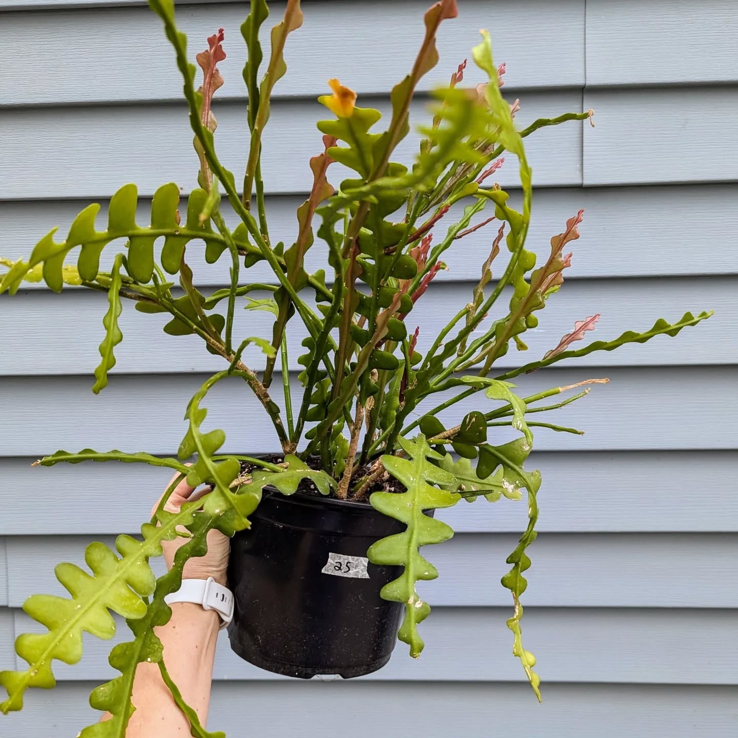 Beautiful fishbone cactus available! One of my favorite plants. These guys are super cool, easy to grow cactus, that have very few needles and grow in what looks like a zig-zag.
I have 3 available in this size pictured for $25. Available for pickup in Lakewood or delivery with a $50 order!
#druidgreenhouse #fishbonecactus #gardenersofcleveland #clevelandgardens