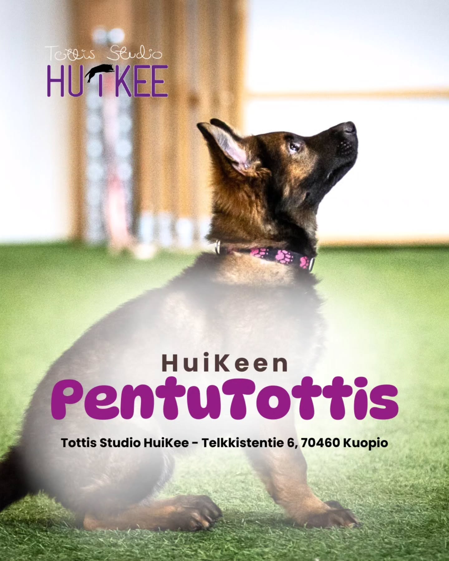 ✨️ HuiKeen PentuTottis ✨️
Vahva pohja tulevaisuuden tähdelle
❤️ Huhtikuussa alkamassa
▫️ 5.4 Sunnuntaisin klo.15-16
▫️ Ohjaa Sofia @tmisofiamartikainen
▫️ Hinta 128€
▫️ HuiKeen hallilla Kuopion Kelloniemessä Telkkistentie 6, 70460 Kuopio
🔹️ Ilmoittaudu mukaan kotisivujemme kautta!
HuiKee PentuTottis on suunniteltu tavoitteellisille koiranohjaajille ja pennuille, joita rakennetaan kohti harrastuslajeja jo ensimmäisistä treeneistä lähtien. Kurssilla harjoitellaan mm perustaidot, joita kaikki lajit tarvitsevat:
▫️ Vahva kontakti ja yhteistyö
▫️ Palkkautuminen ja työskentelymotivaatio
▫️ Keskittyminen tehtävään
▫️ Oikeanlainen vire ja tunnetilan säätely
▫️ Leikkiminen ja irroitus
Kurssi antaa pennulle valmiudet siirtyä lajikohtaisiin perustreeneihin varmana, motivoituneena ja taidokkaana. Kurssi on tarkoitettu ~6kk-1,5v ikäisille pennuille, jotka on kiinnostuneita jatkamaan harrastuslajien parissa. Kurssin aikana pääset harjoittelemaan perustaitojen lisäksi myös mm:
▫️ Target ja kohdetyöskentely
▫️ Kehonhallinta
▫️ Erilaiset palkkamekanismit
▫️ Teknisiä taitoja perusliikkeisiin
Lämpimästi tervetuloa mukaan! ❣️
--------‐---------------
✨️ HuiKeen Pentu Startti ✨️
~ Pienestä pennusta kohti sujuvaa arkea ja tulevia harrastuksia ~
HuiKee Pentu Startti kokoaa yhteen neljä eritasoista ja eri kehitysvaiheisiin suunnattua pentukurssia. Ne muodostavat selkeän, lämpimän ja tavoitteellisen polun pennun ensimmäisiin viikkoihin, arjentaitoihin ja aina harrastuslajeihin tähtääviin perustaitoihin asti. Voit käydä koko polun pentusi kanssa läpi tai yksittäisen kurssin.
Pentu Startti sisältää kurssit:
✨️ PentuEskari
▫️Pikkupennun parhaat alkuhetket oppimisen maailmassa! (pikkupennuille 2-5kk)
✨️ Pentukurssi
▫️ Ensiaskeleet huikeaan elämään - pennun ja ihmisen yhteinen alku (~4-12kk pennuille)
✨️ Pennun Jatkokurssi
▫️ Vahvat taidot arkeen - keskittymistä, malttia ja hallintaa (jatkoa perusteille ~6kk-1,5v pennuille)
✨️ PentuTottis
▫️ Vahva pohja tulevaisuuden tähdelle! (Lajeihin tähtääville ~6kk-1,5v pennuille)
#tottisstudiohuikee #koirankoulutus #koirakoulukuopio #Kuopio #koirahalliKuopio