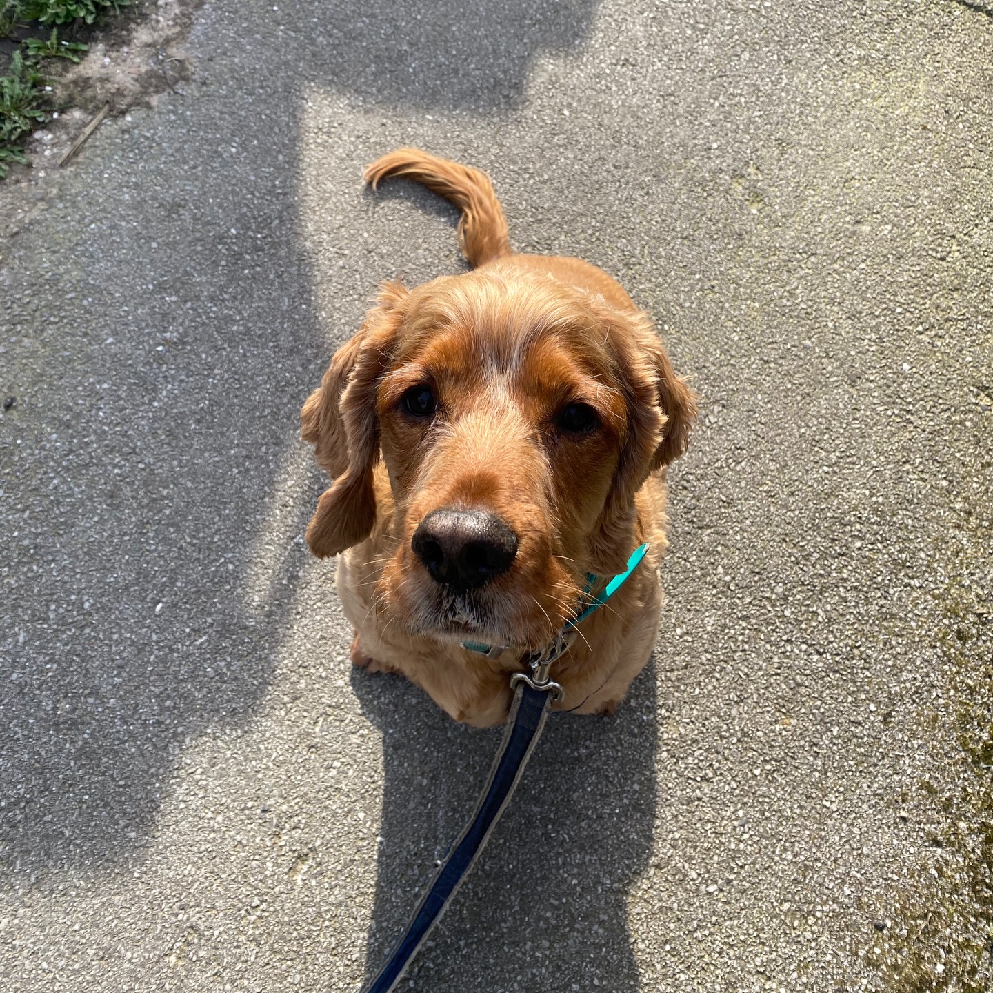 The sun is chef’s kiss this week 🤌
We’re also v behind on enquiries and messages this week so thank you for being so patience!!!!! Hopefully these lovely lil photo dump will give you a daily dose of goodness 🌸
#dogsofinstagram #petsofig