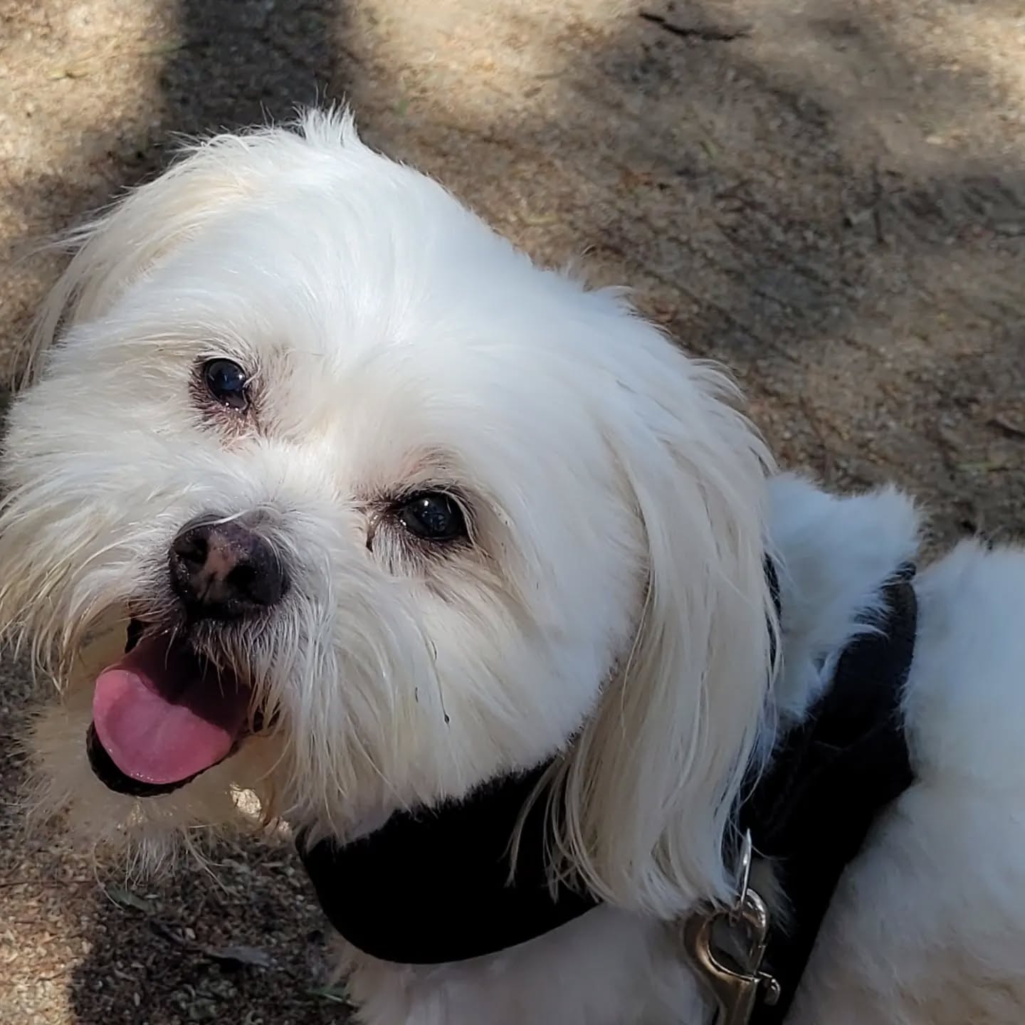Murray and Rocco my walking buddies this week! Happy Summer!