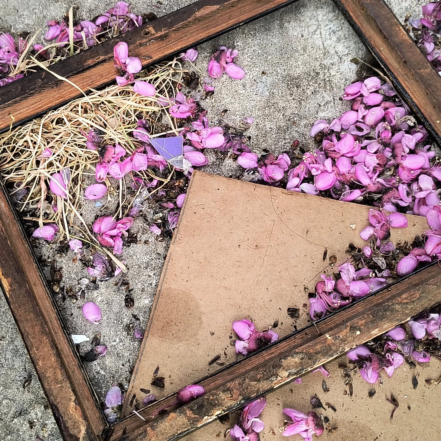 Primavera