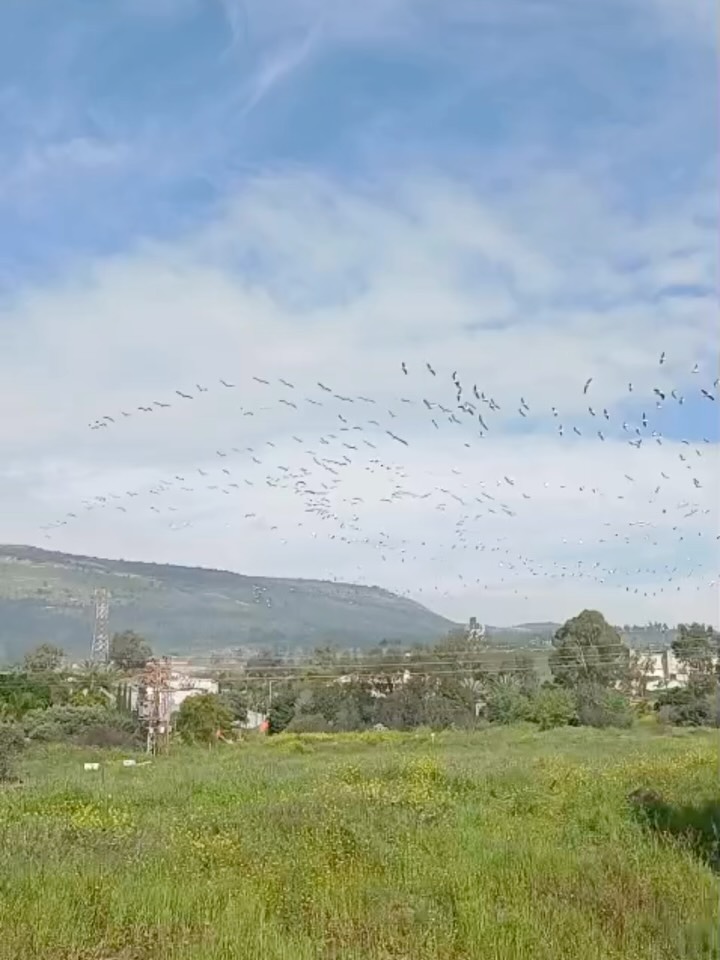 צוות קרית שמונה המקסים שלנו משתפים בסרטונים מחממי לב של נדידת השקנאים 🤍 לאורך תקופת המלחמה, עכשיו ובכל השנתיים האחרונות, הצוות עשה את מירב המאמצים כדי לתת שירות איכותי ואישי למקבלי השירות. מקווים שבעו…