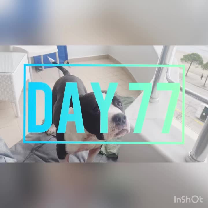 Day 77
🌤️ 61°/45°
Haaaappy Saturday! Reesy is looking better! Fingers crossed she can finish out antibiotics & keep looking good next month! We ran to Arjoli for coffees & croissants to go, & then made our way down to Alessandro for some fresh cuts. Man, is it awesome having fresh fades every couple weeks. When I was in the chair, another lady came in, & he immediately started carrying a very fast paced convo in Italian with her. I’m so utterly envious of how many languages most people here have in their pocket. Our total today for both was $21, I opted for no wash since I was coming straight home to shower, it was the cheapest visit we’ve had yet. Philly did our taxes, & I made Midwest stir fry for lunch with a bunch of the leftover ingredients I had from sushi night. We ran downtown & got Philly a bigger travel backpack, & then went for early dinner to Regina’s rooftop restaurant. We ordered the club sandwich that came with fries, & an assorted meats tray! I also got a yummy mocktail that was a little pineapple, coconut, & orange concoction. It’s just so beautiful up there, we are excited to try out their pool once it’s open/warm enough!
🪿💜🪿
#sillygoosesonly #vlorë #albania