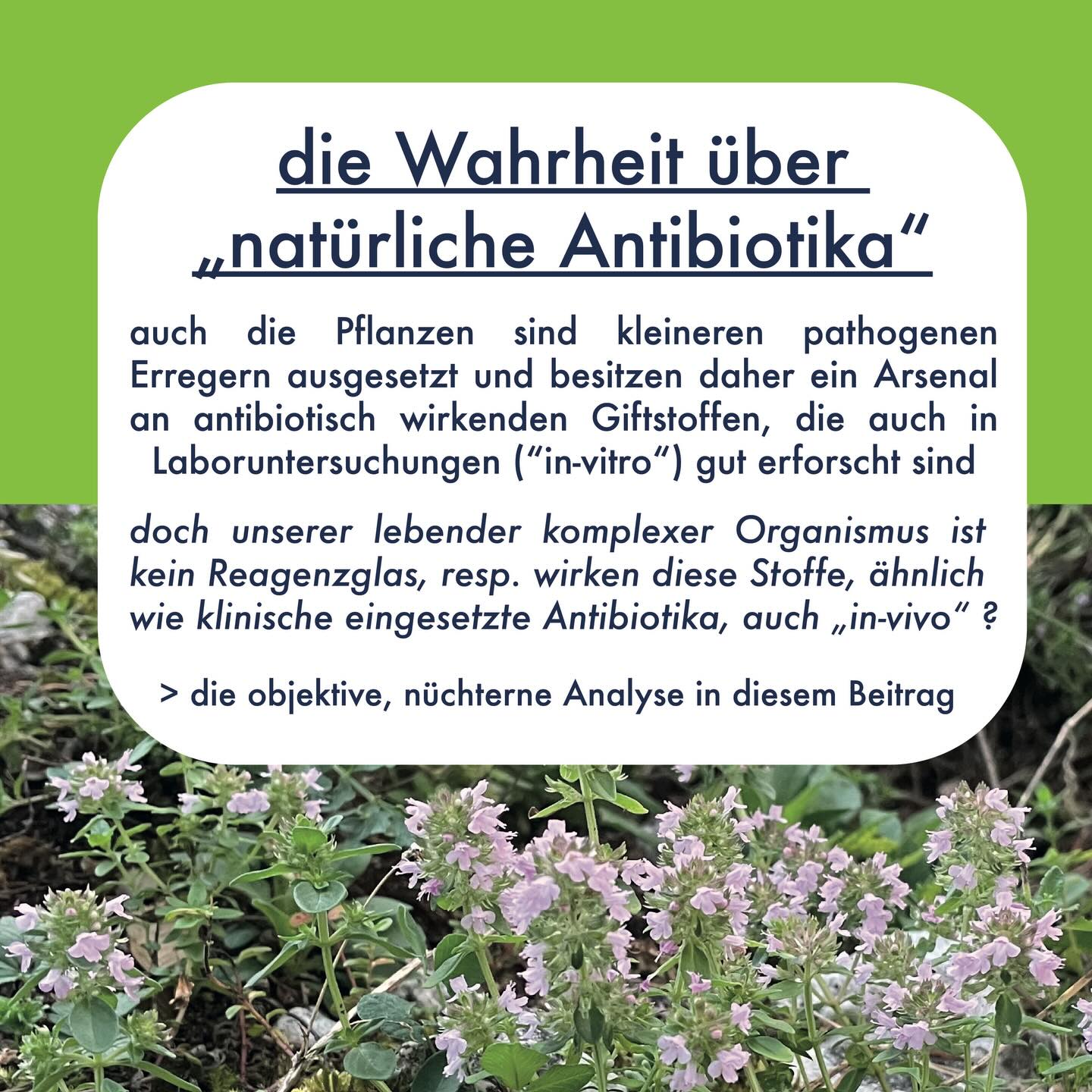 DIE WAHRHEIT ÜBER „NATÜRLICHE ANTIBIOTIKA“
Wie oft hört man den Begriff „natürliche Antibiotika“ auf Social Media. In der Regel sind damit Heilsversprechen im Zusammenhang mit Heilpflanzen gemeint, gerade in der Erkältungszeit (obwohl die Erreger von Erkältungen Viren und nicht Bakterien sind….).
Tatsächlich zeigen sehr viele sekundäre Pflanzenstoffe in Laborversuchen antibakterielle (teils auch antifungizide und antivirale) Wirkungen. Dies ist kein Wunder, denn die Pflanzen müssen sich ja gegen die entsprechenden Pathogene wehren.
Der menschliche Organismus ist jedoch kein Reagenzglas und die Dosis macht das Gift: Das gilt sowohl für uns, als auch die Bakterien. Aus einer beobachteten antibakteriellen Wirkung in-vitro eines bestimmten pflanzlichen Stoffes kann daher nicht automatisch auf eine klinische Relevanz in-vivo geschlossen werden, vor allem weil die Konzentrationen der entsprechenden Stoffen im Körper nach dem Konsum entsprechender Heilpflanzen in der Regel sehr gering sind. Pauschale Zuschreibungen als „natürliche Antibiotika“ für Krankheit XY ohne dass dabei plausible Belege vorliegen sind deshalb irreführend!
Die pflanzlichen Antibiotika unterscheiden sich auch wesentlich von den klinisch eingesetzten Antibiotika, die übrigens vielfach auch direkt natürliche Stoffe aus Bodenbakterien oder Pilzen sind. In den meisten Fällen sind es leicht chemisch modifizierte Versionen dieser Stoffe aus Bodenbakterien / Pilzen und nur selten komplett synthetische Erzeugnisse. Klinisch eingesetzte Antibiotika wirken „chirurgisch präzise“, d.h. sie greifen an Stellen der Bakterien an, die nur bei Bakterien vorhanden sind, was die Wahrscheinlichkeit für Schäden an unserem Körper stark reduziert. Pflanzliche Antibiotika wirken hingegen unspezifisch wie ein „Flächenbombardement“ und wirken so nicht nur gegen verschiedene Bakterien oder Pilze, bzw. teils auch Viren und auch gegen unsere menschlichen Zellen.
Mehr zum Thema in den Slides
#heilpflanzen #natürlicheantibiotika #heilpflanzenmythen #wildkräuterwissen #heilkräuter
