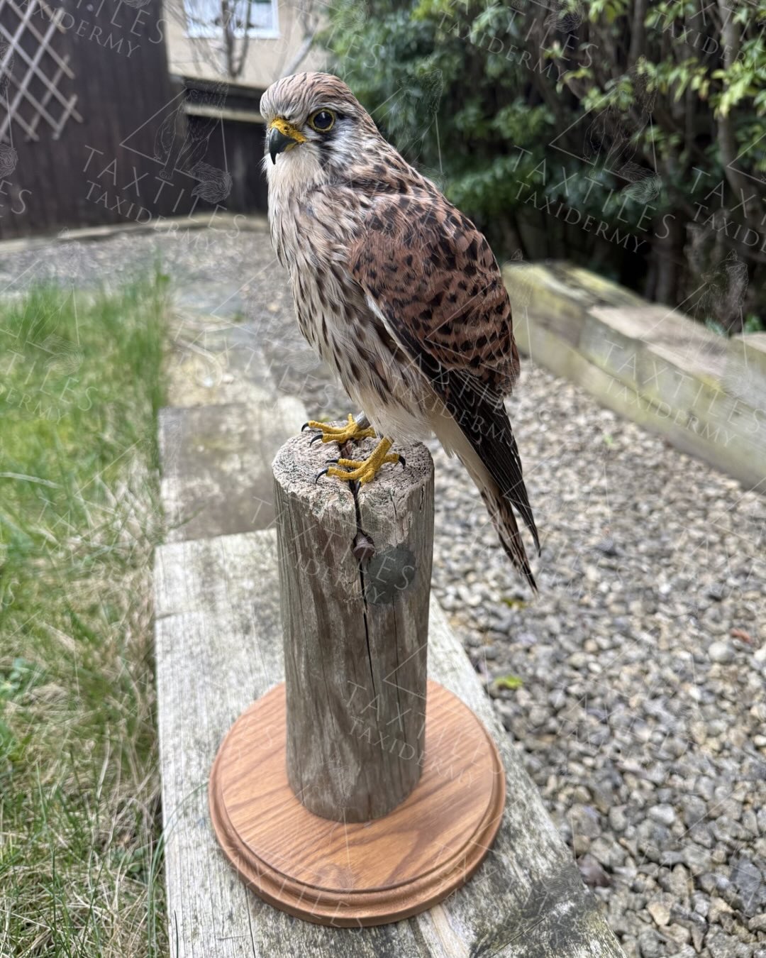 Cute female kestrel mounted up for the customer who found her. Very sad after finding out reporting the ring on her leg, she was only ringed in July and found dead suspected roadkill in September that same year 💔 very sad but she is now memorialised for many years to come.
Example of my work, not for sale.
#kestrel #taxidermy #commission #wildlife #nature