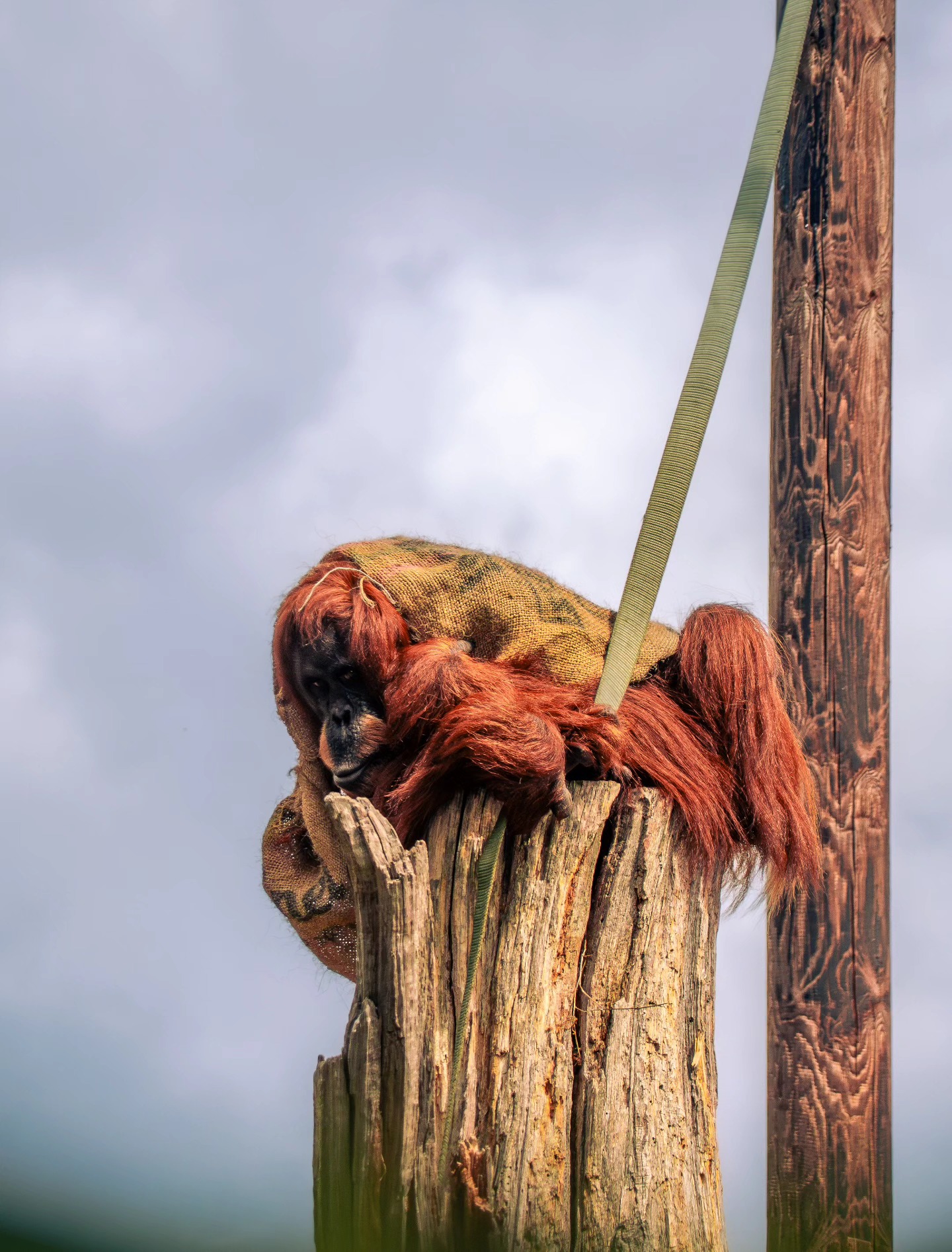 Final Chester Zoo spam (for now)
Taken using Olympus OMD EM-10 Mark II with Olympus Zuiko 40-150mm lens
#naturephotography #wildlifephotography #zoophotography #chesterzoophotography #olympusphotographers