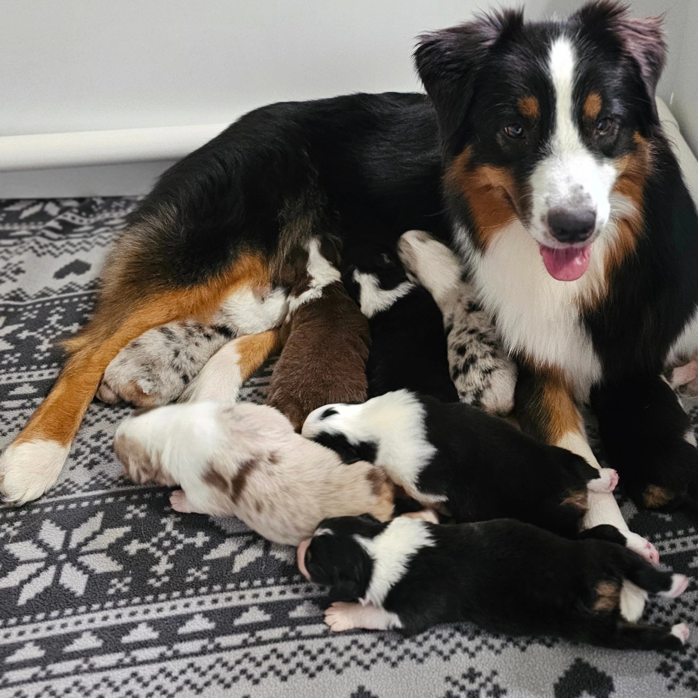 Puppies and Peonies 🐾🌧🌸
#ausableriver
#ausableriveraussies
#australianshepherdofig
#dogs #purebreddogs #dogsofinstagram #dogstagram
