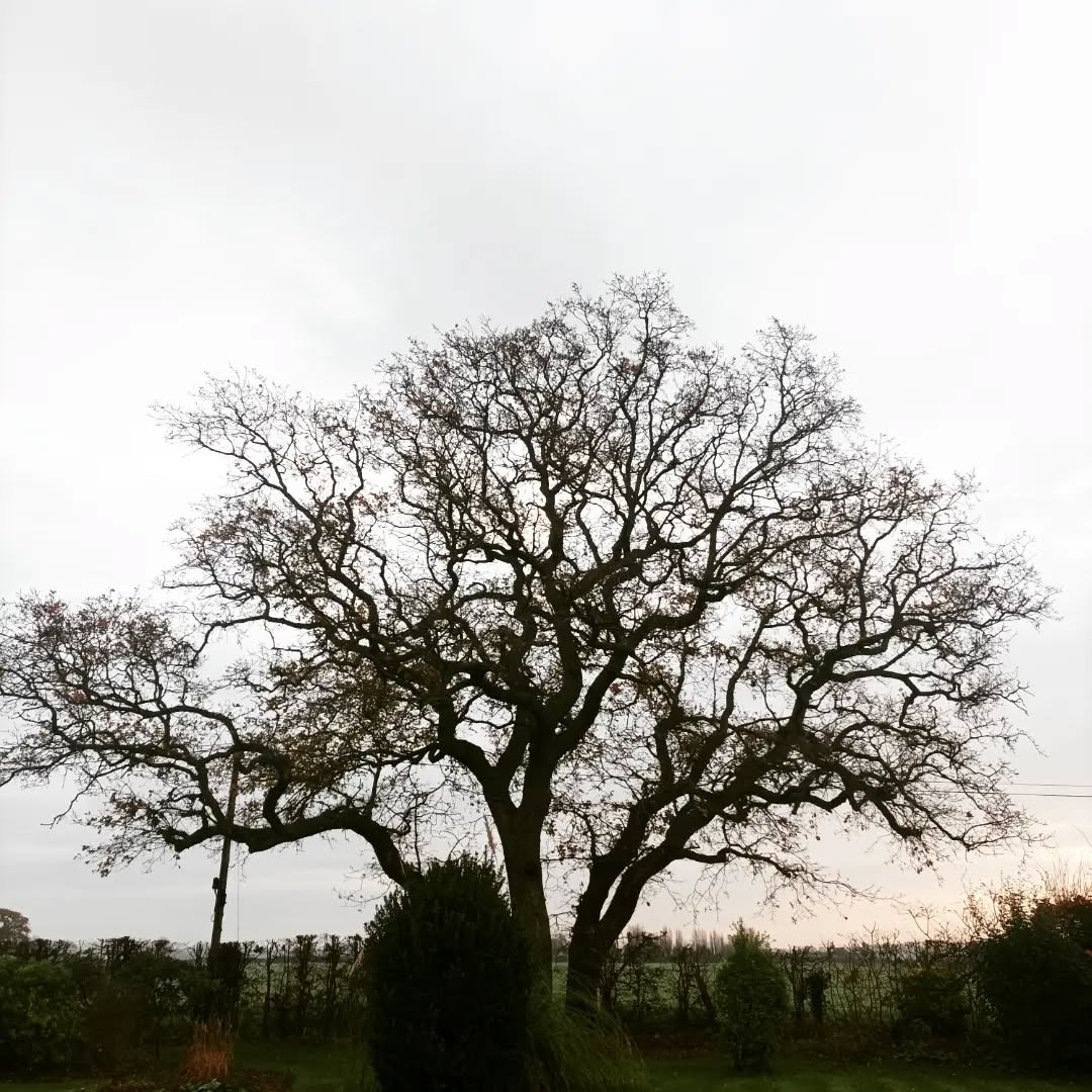 Before & after photo of this lovely Oak we reduced Monday.
Tree was over power lines & what we thought was a quiet road but did not seem that quiet at the time 🫣
Very happy with the end result 👌