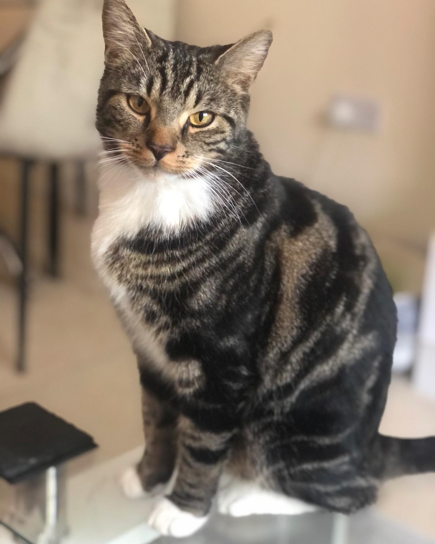 Lovely babies, Sebastian and Serena😻
.
.
.
#catsitter #petsitter #petsittersUK #petsofswindon #catstagram #dogstagram #catsofinstagram #pets #swindonpets #swindondogs #brighteyespetcare #cute #tabbycat