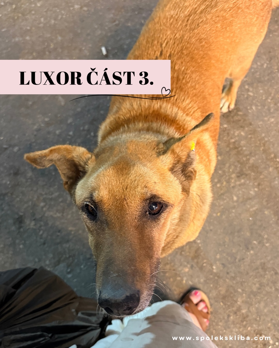 Moc se omlouvám za včerejší ticho, ale Luxor si mě vybral jako svou oběť. 🙈 Zastihla mě silná nevolnost, že jsem celý den strávila v posteli a pár hodin si “užívala“ na kapačkách. Naštěstí pan doktor byl naprosto perfektní – profesionální, milý a rozhodně si zaslouží hodnocení 10/10! Kdyby někdo z vás v Luxoru náhodou potřeboval ošetření, mám na něj číslo. 😂📞
O trýznivé situaci zvířat už jsem vám psala, ale dneska to chci vzít z druhého, toho veselejšího konce. I v tomhle drsném světě se totiž dějí milé příběhy! ✨❤️
Možná by vás překvapilo, že tu potkáte pejsky, 🐕 kteří jsou označení podobně jako krávy. Ale nebojte, má to skvělý důvod! Znamená to, že jsou v péči veterinářů. 🩺 Tito pejsci prošli kastrací, jsou očkovaní (včetně vztekliny) a jsou pod dohledem. A co je nejlepší? Pokud by se vám nějaký takový tulák zalíbil, stačí ho vzít k veterináři, ten mu značku sundá, dostanete k němu veškeré info, doplní se očkování a máte parťáka! 🐾🏠
I když je jich bohužel pořád menšina, najdou se tu lidé se srdcem na pravém místě. Seznámili jsme například majitele pet shopu, který má před vchodem neustále plné misky s vodou a granulemi. A co víc, toulavé kočky pravidelně krmí čerstvým masem a bere je i na kastrace. 🥩✨
Je neuvěřitelně nabíjející vidět, že i v kultuře, která zvířatům úplně nepřeje, existují tací, kterým jejich osud není lhostejný. Každá plná miska a každá kastrace je tu malý zázrak. 🌟
Děkujeme, že na nás myslíte a podporujete nejen nás, ale i tuto celou akci! Zítra už se snad konečně podíváme přímo do zákulisí k Walaa. 👇💬
Terka ze Šklíby🐾