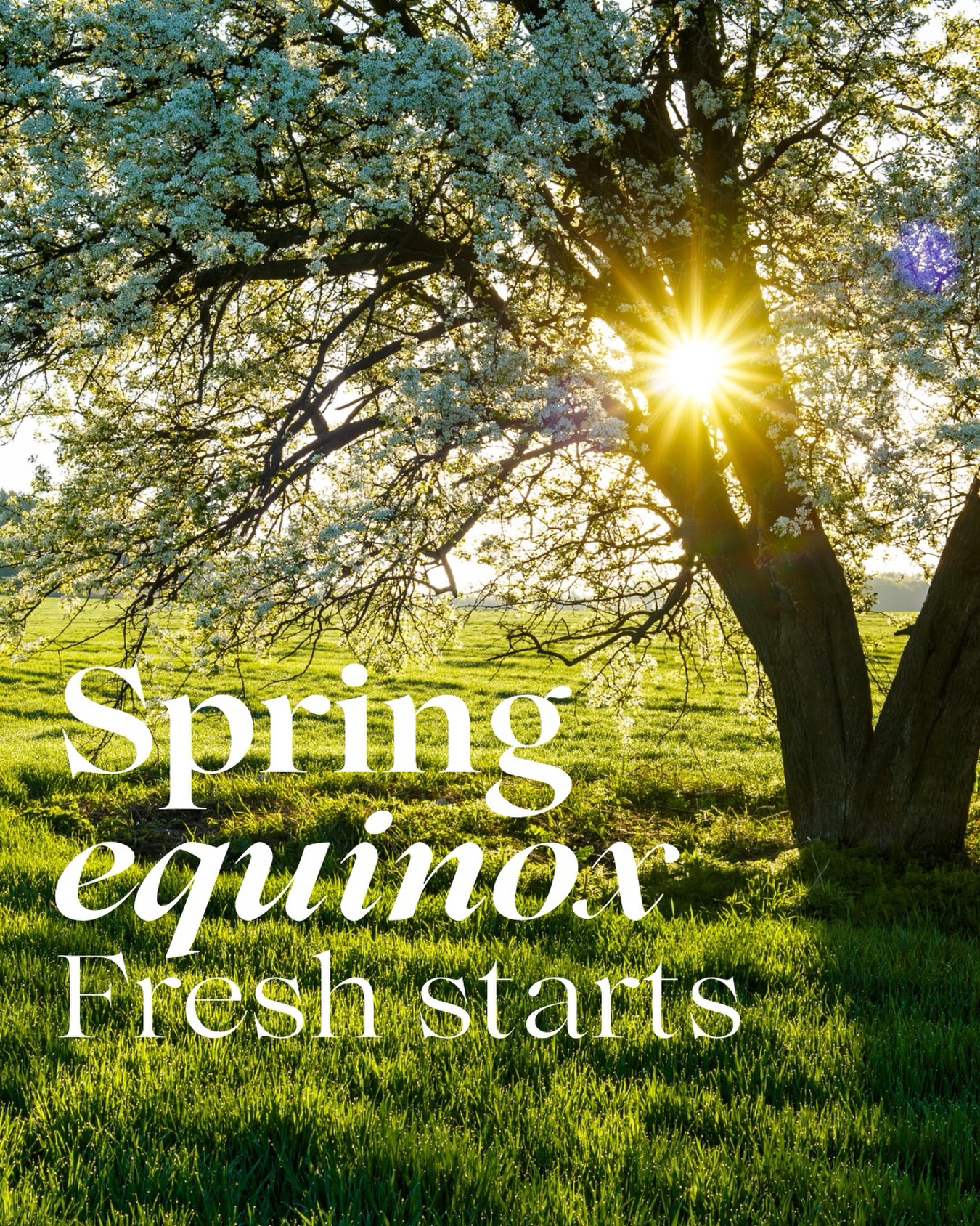 Hooray for today’s Equinox and the start of Astronomical Spring! On 20/03/2026 at 14.46 UTC, the sun crossed the Equator, travelling northwards, bringing a change in season. All because of the Earth’s 23.5 degree tilt, as it journeys around the Sun.
🌞
Were the Earth straight on as it orbits, the Sun would be over the Equator all the time, every day. We would always have the same length days & nights, the same season, depending on where on the globe you are.
🌍
So today’s a day of balance, when there is equal day & night in both the Northern & Southern hemispheres. And it’s a chance to look to the natural world & take inspiration in how we might change or adapt to the changing season. It’s a great time for new starts, as freshness and newness abound. And if you feel like 2026 isn’t going quite to plan, it’s a perfect opportunity to press reset and start over to tap into that energy of growth, optimism and renewal that we see in Springtime. In many ways, Spring is a far better time than January for change and starting new projects, as life is springing back into action after the stark, cold and still bareness and scarcity of the winter months, when all we want to do is rest and hibernate.
🌞🌚
In a pre-industrialised, pre-digital world, people aligned their lives much more closely to the journey of the sun & how that translated in nature, how that impacted on the land, & how they would adapt to thrive through those changes. We have the same physiology as our ancestors going back 50,000 years, but we live very different lives.
🌸🌷🌸
Our bodies haven’t evolved at the same pace as our lifestyle, so tapping in to some of the traditions that have been observed through millennia in respect to the natural world, can be grounding and balancing, and help us draw on some of the wisdom from those who went before.
🌓
Whether you’re moving into the colours of Spring or colours of Autumn, enjoy the gifts that nature offers. What seeds of intention would you like to sow & nurture for the season ahead?
🌷❤️🌷
.
.
.
#Equinox #SpringEquinox #WheeloftheYear #YogaofftheMat #HappyYogi