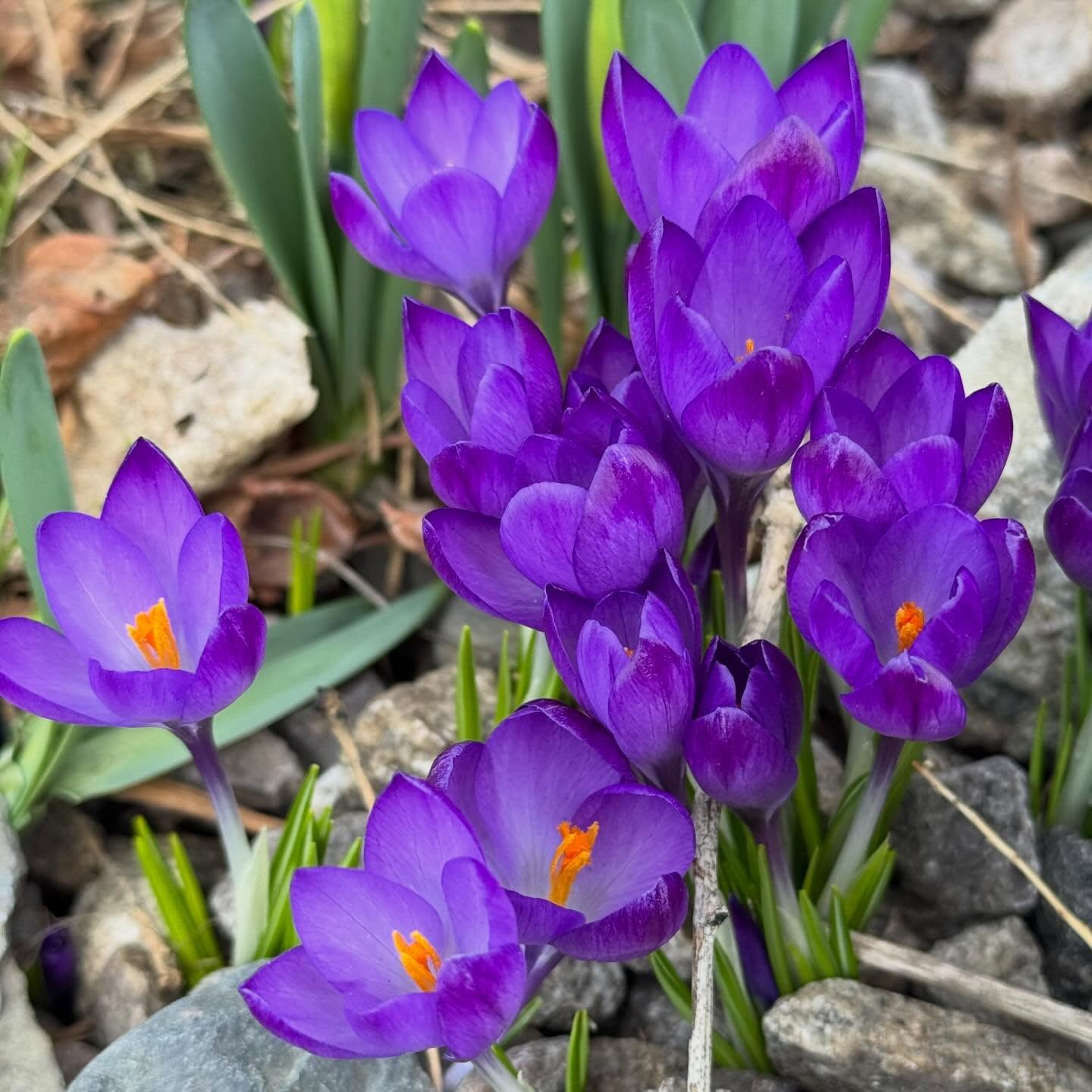 SPRING! Crocuses belong to the Iridaceae (Iris) family, with over 90 species found across Europe, North Africa, and Asia. These plants are geophytes, meaning they grow from underground corms, similar to bulbs, that store nutrients to survive harsh winters. #crocus #springblooms #02129