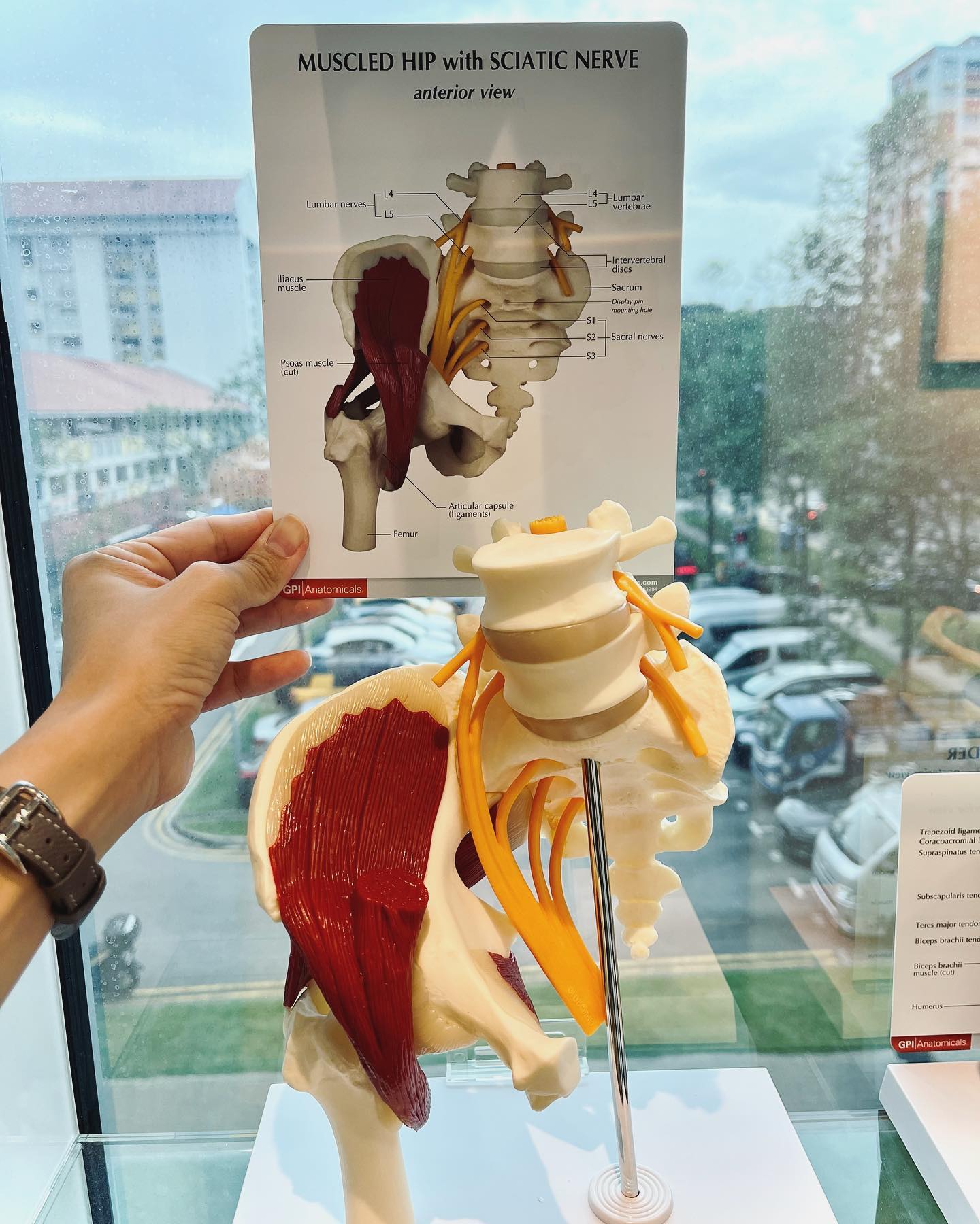 We love to use Anatomy models to educate patients about what’s going on! 🦴
But we aren’t too sure if we love it when we accidentally overtwist a shoulder joint 😜☹️ (swipe to last pic to witness the last day of an intact shoulder joint)
#betterthanbefore #strongerthanever #NotInthisCaseThough