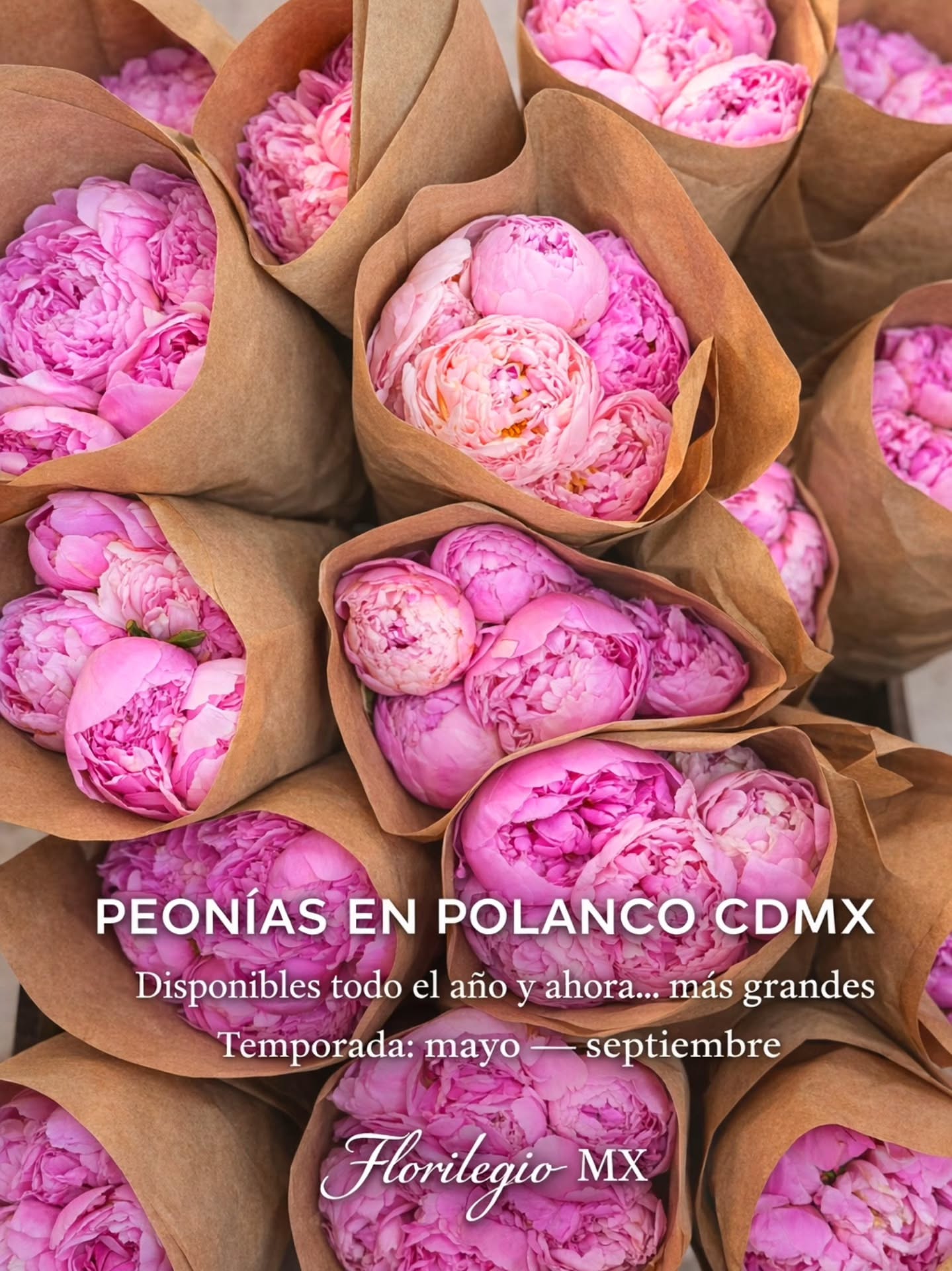 ¿Dónde comprar peonías en Polanco CDMX?
En Florilegio MX trabajamos peonías durante todo el año, algo que muy pocas florerías en Polanco pueden ofrecer. Seleccionamos peonías premium —más grandes, más abiertas y con mejor forma— especialmente conforme se acerca su temporada natural (mayo a septiembre).
Nos especializamos en diseños de lujo con peonías, rosas premium y orquídeas importadas, creados de manera personalizada para aniversarios, cumpleaños y momentos importantes. Cada arreglo está pensado para verse elegante, fino y con presencia real.
Ofrecemos entregas a domicilio en Polanco, Lomas de Chapultepec, Bosques de las Lomas, Santa Fe, Condesa e Interlomas, con un servicio discreto y de alta gama.
Si estás buscando peonías en Polanco y quieres algo que realmente se sienta especial, en Florilegio MX lo diseñamos para ti.
#PeoniasCDMX #FloresDeLujo #PolancoCDMX #FlorilegioMX