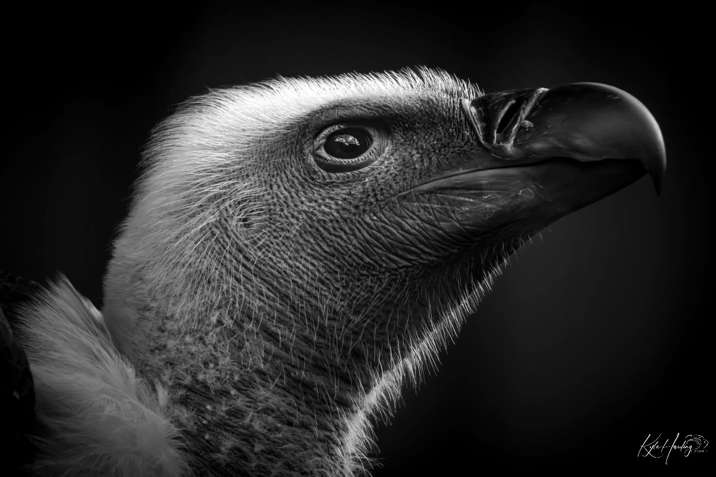 Stripped back to the details.
Without colour, it becomes about texture… form… and presence.
Every line, every feather, every mark tells a story you might otherwise miss.
Sometimes removing everything else is what lets the subject speak the loudest.
#blackandwhitephotography #bnwphotography #bnw_captures
#WildlifePhotography
#vulture