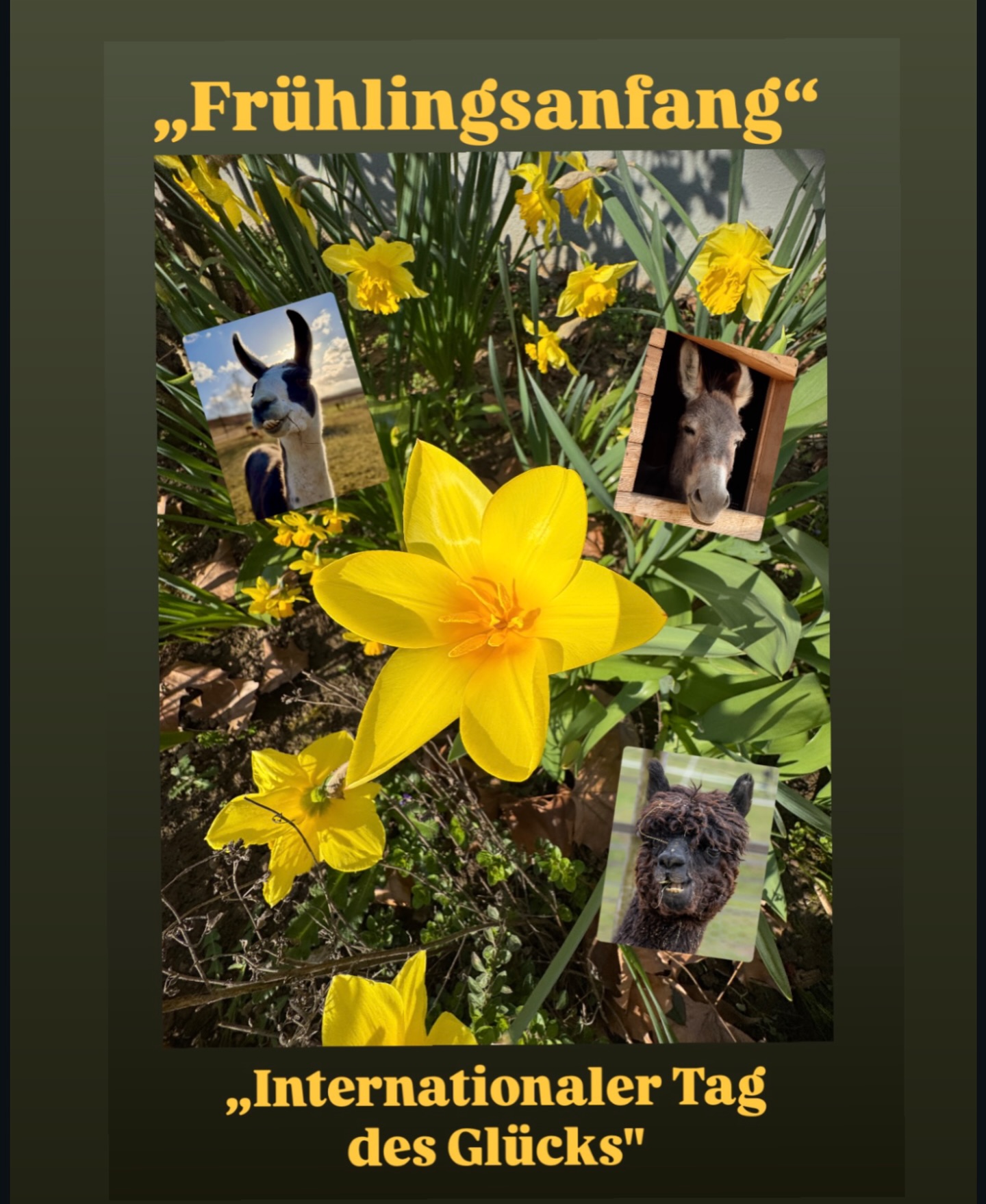 💐
Was ein schöner Tag!
🍀🌷☀️
Seid herzlich gegrüßt von
🫏🦙 den Jungs 🤗
#frühling #glücklich #lamas #alpakas #esel