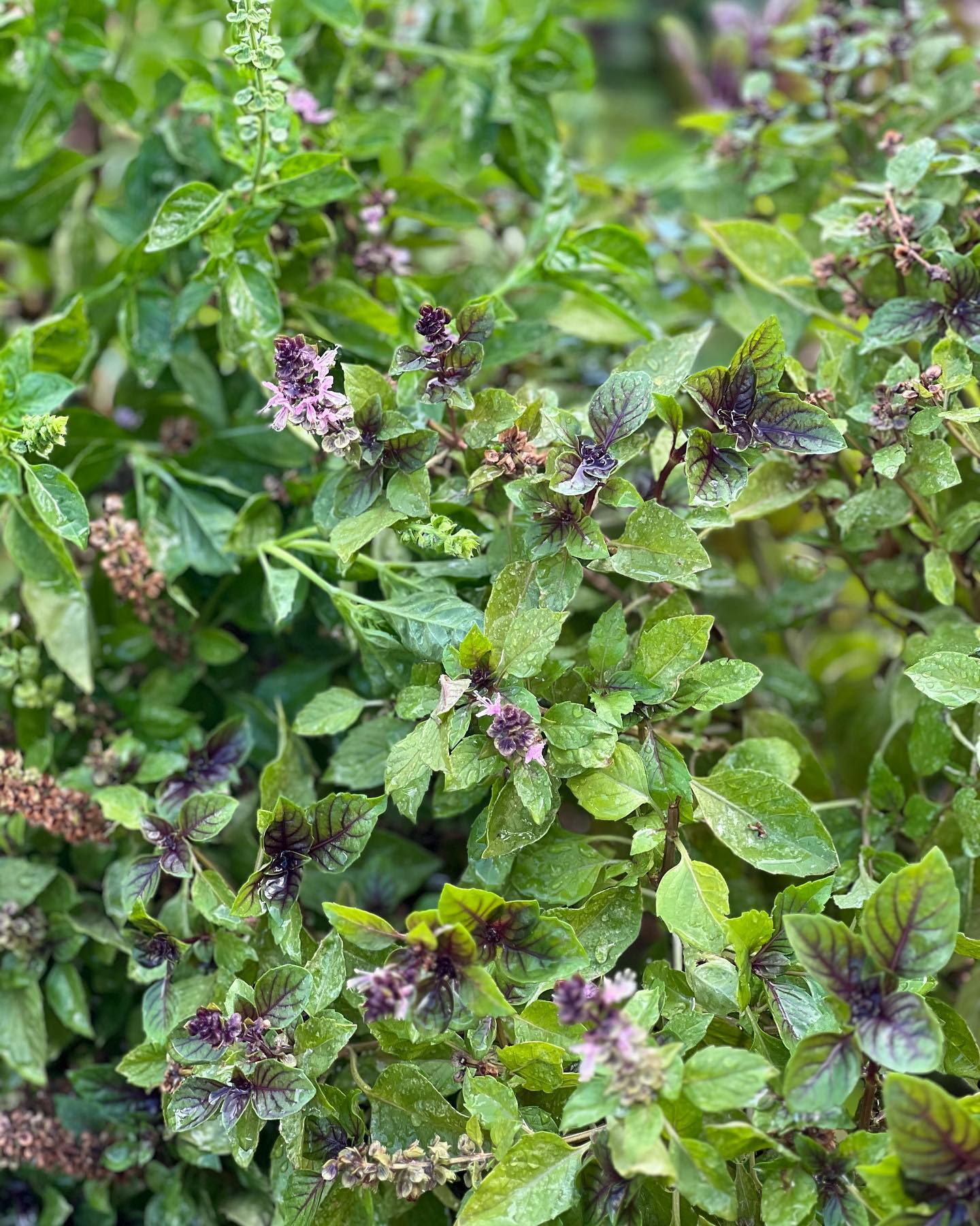 🌱 The Marvelous Health Benefits of Basil! 🌿
At Island Farmacy, we're not just growing delicious herbs; we're cultivating wellness too! Basil, with its vibrant green leaves and aromatic fragrance, isn't just a culinary superstar; it's a powerhouse of health benefits.
🌿 Antioxidant Rich: Basil is bursting with antioxidants like flavonoids, polyphenols, and essential oils. These natural compounds help combat harmful free radicals, protecting our cells from damage.
🌿 Anti-Inflammatory: Basil contains compounds like eugenol that have potent anti-inflammatory properties. Incorporating basil into your meals can help soothe inflammation in the body.
🌿 Immune Boosting: It's not just its delightful flavor; basil is a great source of vitamins and minerals, including vitamin K, vitamin A, and iron. These nutrients are essential for a robust immune system.
🌿 Stress Buster: The aroma of basil is known to have calming effects, helping to reduce stress and promote mental well-being. A few moments in our garden with the scent of basil can work wonders!
🌿 Digestive Aid: Basil can aid in digestion by relaxing the digestive tract muscles and reducing bloating and indigestion. Plus, it adds a burst of flavor to your meals.
So, whether you're tossing it into a fresh summer salad, sprinkling it over a homemade pizza, or steeping it into a soothing cup of tea, basil is more than just a culinary delight; it's a gift to your health!
#community #garden #basil #gardeninplace