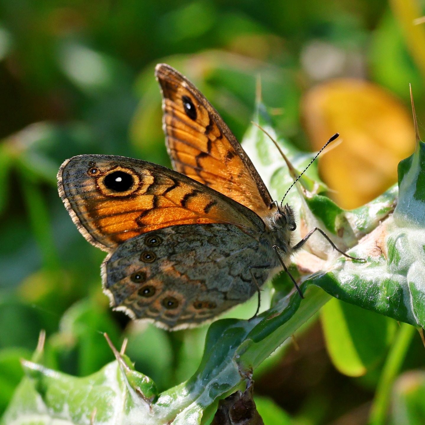 A wall butterfly from a recent trip to Katelios.
#islandwildlife #kefaloniawildlife #greekwildlife #guidedwildlifewalks #butterfly