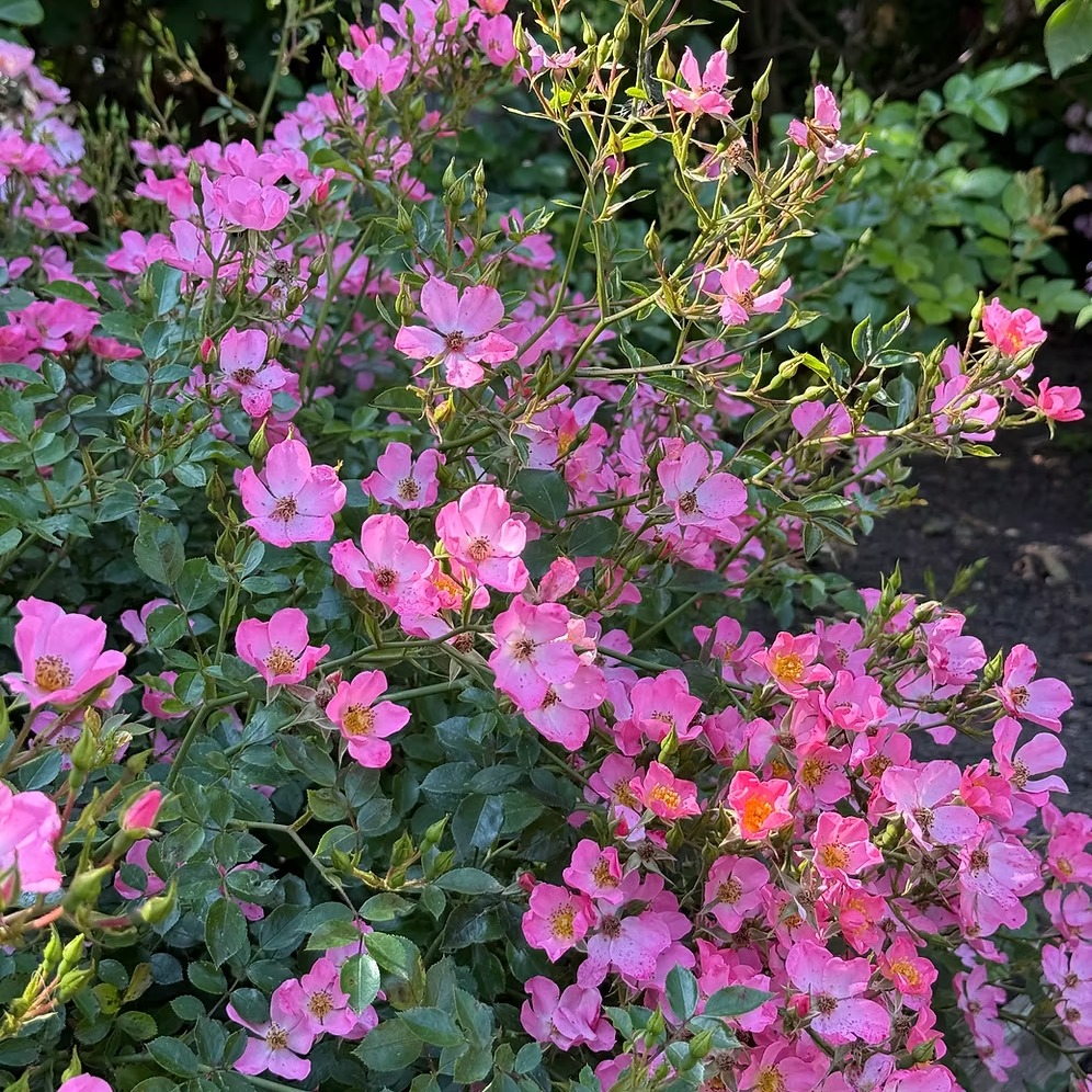 Back in stock! Three of our absolute favourites are back in stock on our website.
1. Essex Ground Cover Rose - A dainty fairy like bloom, single petalled and held in clusters on long arching stems. Pretty pink stars carried with light small leafed foliage. Perfect at the front of the border or in a container.
2. Sweet Jessica - Bushy spreading growth with dark glossy green leaves. Elegant, medium-sized blooms of softest peach are carried in clusters throughout the season. Very healthy with good fragrance. Great for mixed borders and container planting.
3. Creme de la Creme - Creme De La Creme is a modern climbing rose reaching 3-4m tall, featuring healthy, glossy green foliage that creates a stunning backdrop for its large, very fragrant, fully double blooms. The flowers open creamy-white and deepen to a subtle lemon hue with age, offering a dynamic display throughout the season.
Which is your favourite? Tell us in the comments!
#groundcoverroses #climbingroses #fragrantroses
