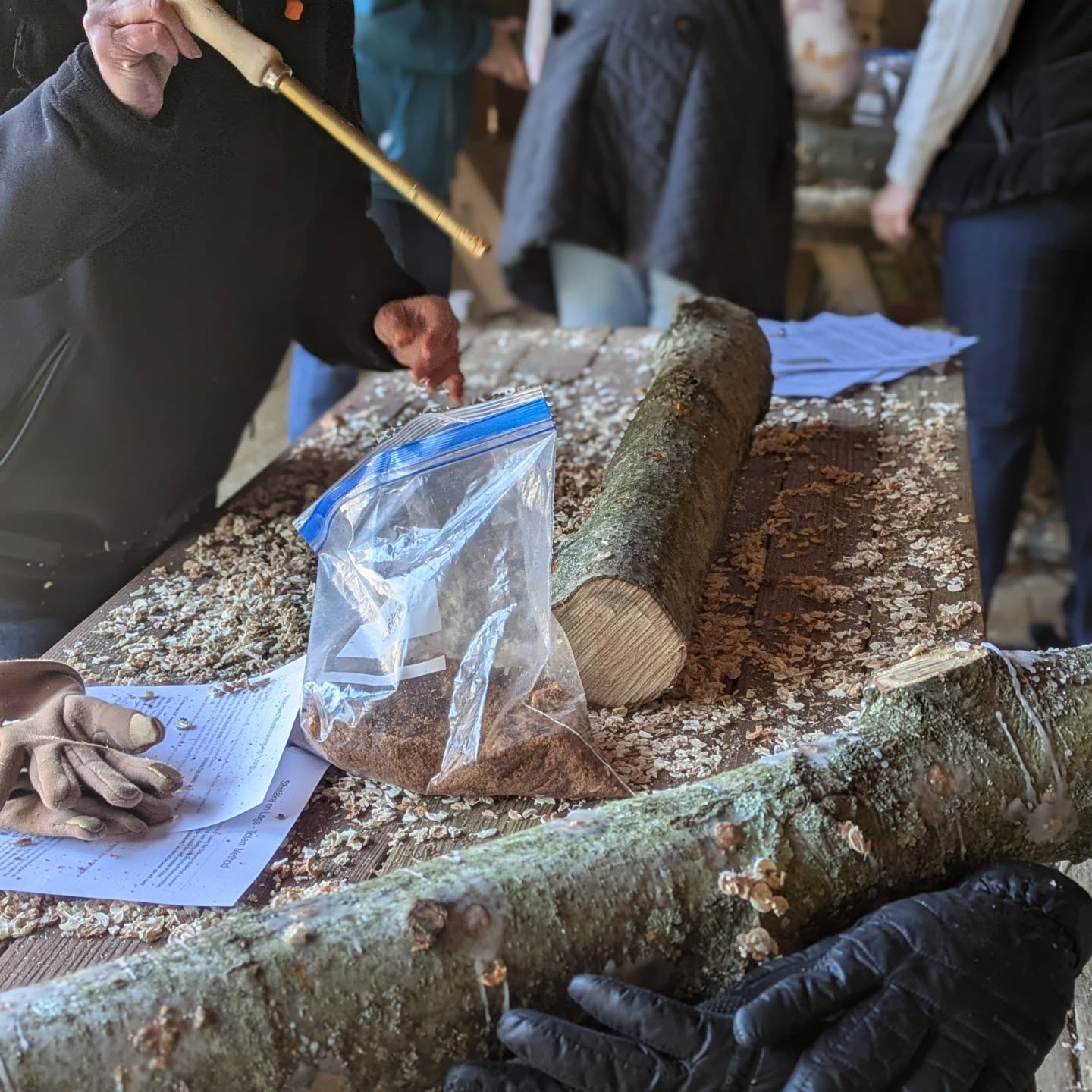 Shiitake mushroom workshops 2026 were a great success! Thanks to all who came out today to listen to me scream about fungus.