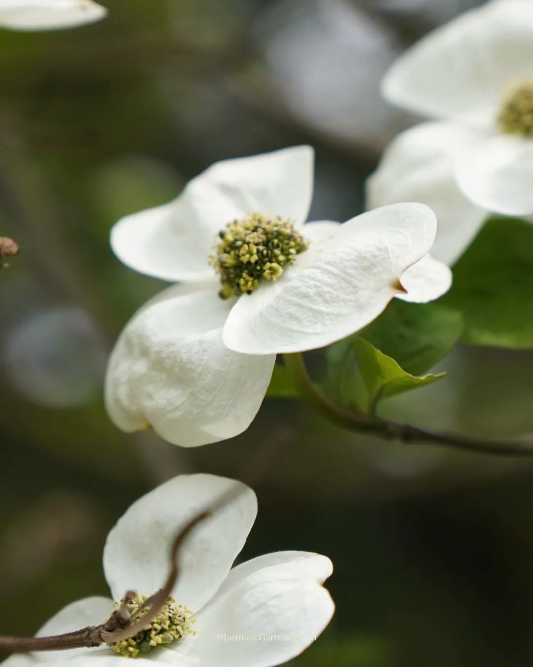 PFLANZENTIPP 🌱 erst letztens habe ich euch den pinkfarbenen Blumenhartriegel vorgestellt. Heute gibt's ein paar Impressionen von der weißen Sorte.
.
.
.
.
.
.
.
.
.
.
.
.
.
.
.
#Landschaftsarchitektur
#landschaftsfotografie
#landschaftsarchitektin #landscapephotography #landscapedesign #pflanzencommunity #pflanzkonzepte #pflanzenfotografie #pflanzeninspiration #sträucherundgehölze #gehölzeimgarten #grünanlagen #grünoase #grünimgarten #grünerwohnen #Gartengestaltung #garteninspo #gartenjournal #gartenblog #pflanzenwissen