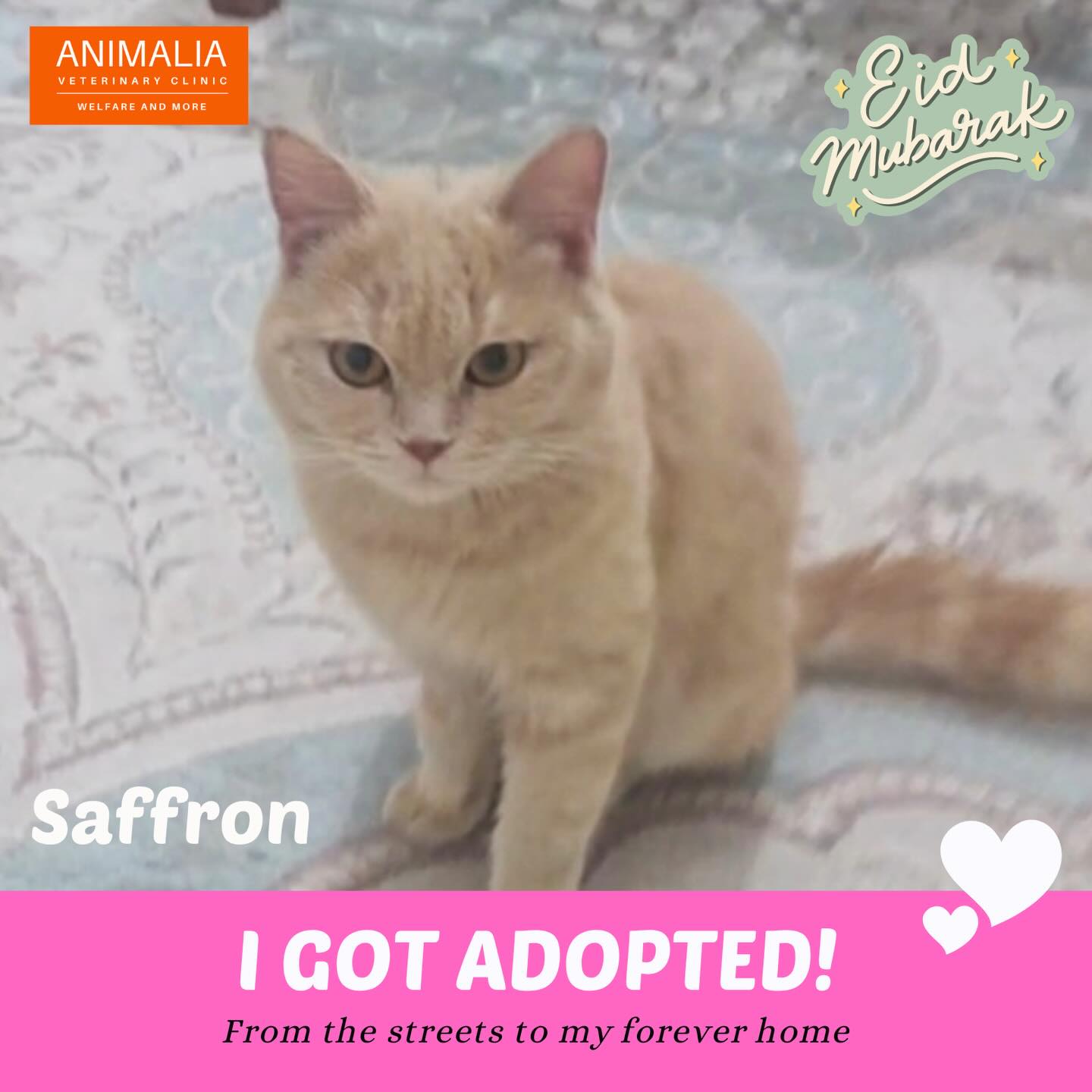 #adoptdontshop❤️ #adoptdontshop #communitycats #animaliauae #catsforadoption