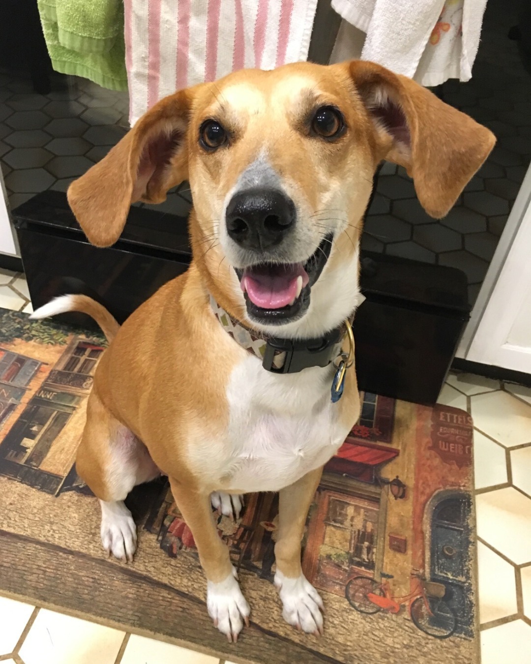 This Sunday is National Adopt A Shelter Pet Day! 🐾
We adopted Wendy from a local Humane Society 8 years ago and she's been the queen of our household ever since! (my right paw gal, you could say).
If you're thinking about adding a furry friend to your family, why not check out your local shelter? Your new best friend could be waiting for you at a shelter, and you have the power to give them a happy and loving home. 🐶
Already have a shelter pet? Share your photos with me by tagging me, and let's celebrate together! 🐶💜
_____
#adoptdontshop #adoption #adopted #dogsofinstagram #dogslife #dogstagram #doglover #dogsarelife #funnydogs #dogselfie #dogsmile #humanesocietyfxva #wendywednesdays #rescuepups #whorescuedwho #rescuedogmom #thebestbreedisrescued #supportyourlocalshelter #adoptdontbuy #shelterdogs #shelterdogsofinstagram #rescuedogsofinstagram #dogfeatures #dogmomsofinstagram #petstagram #petsofinstagram #petslover #petsofinsta #professionalorganizer