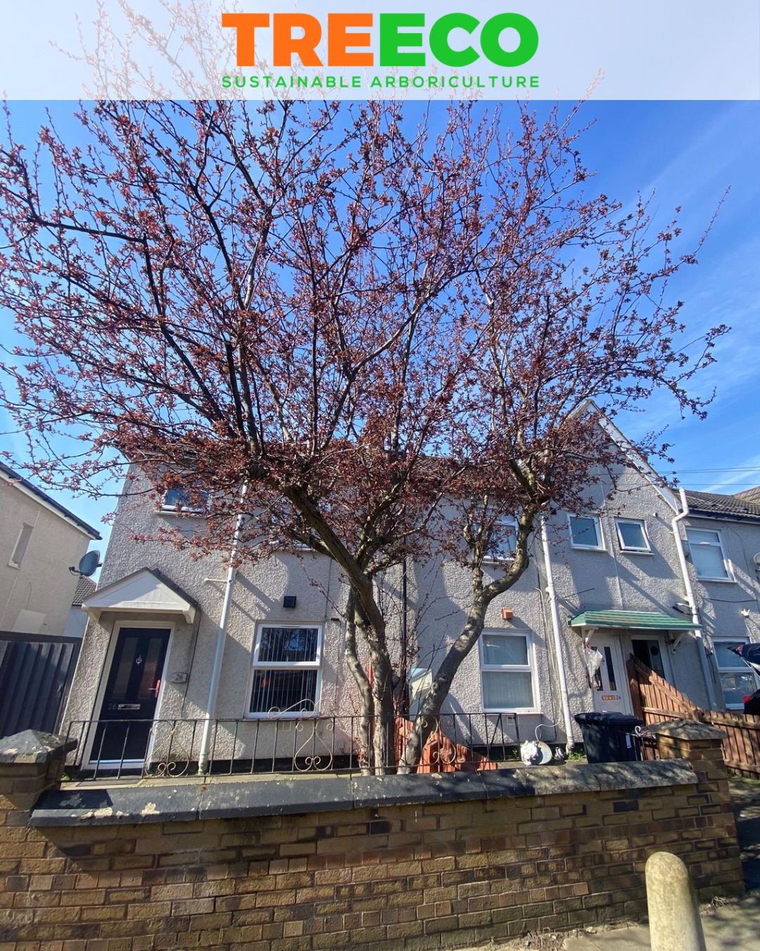 Gone. 🌳❌
This plum was overcrowding the space and blocking out all the light…
Now? Open, clean, and a completely different feel.
Full removal done right 👊
📍 Liverpool
Message us to get booked in 📩
#BeforeAfter #TreeRemoval #ArboristLife #LiverpoolBusiness