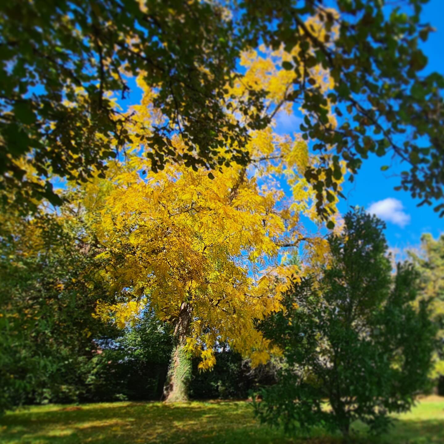• PUISSANCE DES ARBRES •
Les respirer.
Les ressentir.
Apaiser son âme auprès d’eux.
🌳
J’ai hâte de pratiquer auprès de ces beaux arbres de l’ @oasisdelaube pour notre retraite ÊTRE (EN) SOI du 8 au 10 mai 🫶🏼
Si tu veux nous rejoindre, toutes les infos sont sur mon site internet.
Et sinon n’hésite pas à m’écrire en message privé pour toute question.
À bientôt !
❤️