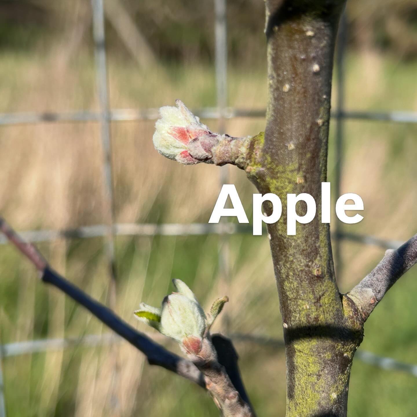 Our newly planted Cox apple trees are looking strong.
The peach: my grandfather was told by a friend he couldn’t grow a commercial peach orchard in England. So he did! This young tree is one of the offspring from that original orchard.
#tree #orchard #blossom #peach #apple