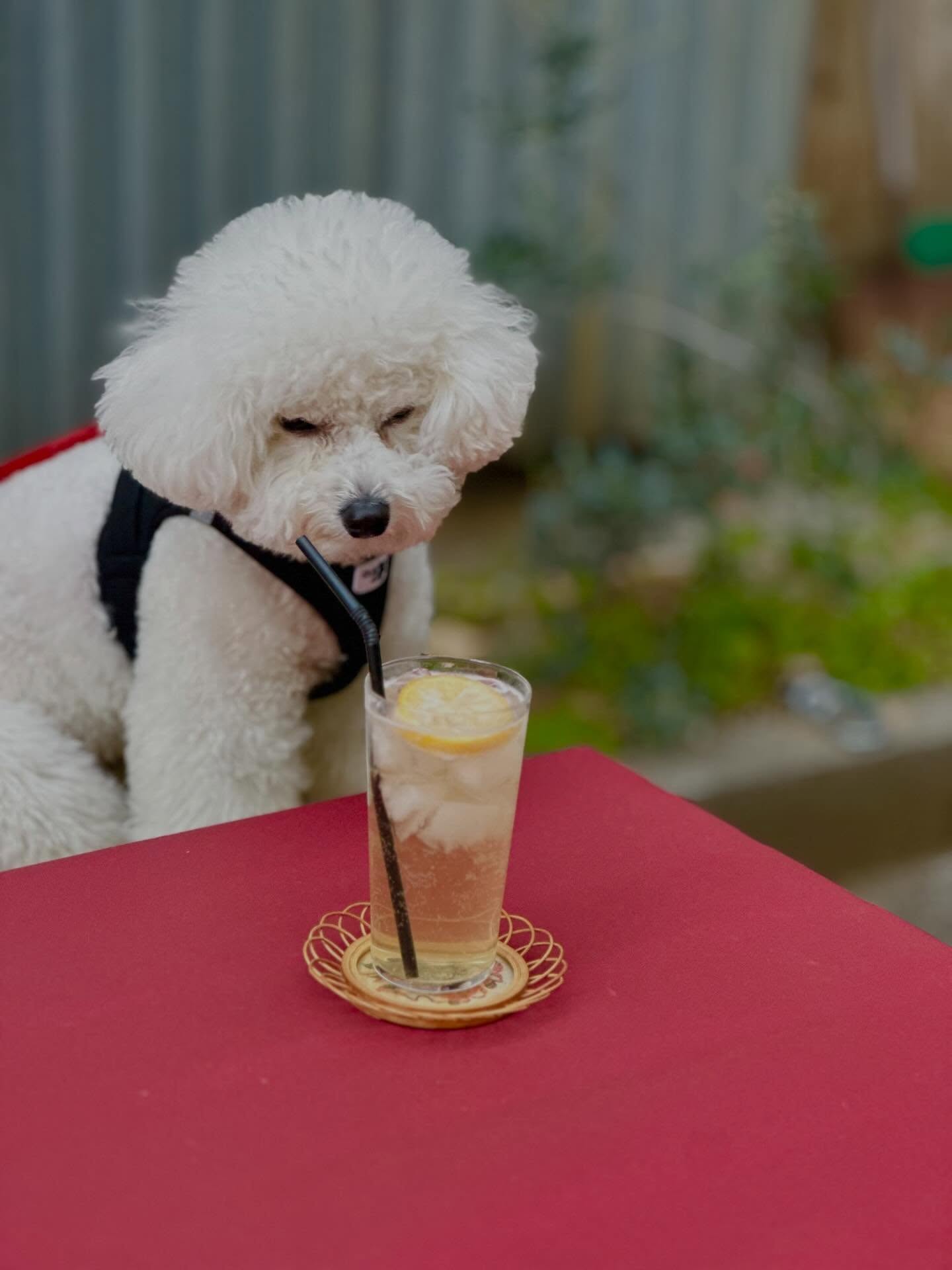 
〜わんちゃんのテラス席あります〜
今日は常連のモコちゃんがご来店。
テラス席にはわんちゃん用のリードかけも
ありますので、一緒にお食事して頂けます🐩
ーーーーーーーーーーー
〜月光荘ファルベ 生演奏の夕べ🎻〜
▪日付:2026年3月1日(日)21日(土)29日(日)
▪時間:①15:00〜②16:00〜
▪参加費:ワンドリンクオーダー
紅茶とスコーンを頬張りながら贅沢な生演奏BGMが月光荘ファルベで奏でられます。
毎回変わる演奏家たちへ、美しい音色に感謝を込めて、お帰りの際お渡しする封筒にチップをそっと入れていただければ全額演奏家へ渡ります。絵の具工場で過ごす、優雅な午後を。
📯月光荘ファルベで生演奏をしてくださる音楽家の方を随時募集しております。HPをご確認のうえ、ご興味ございましたらぜひご連絡くださいませ。
〜レディースバレエ•ストレッチクラス〜
▪日付:2026年3月22日(日)、28日(土)
▪時間:13:00-14:00
▪参加費:¥1500
▪HPから事前申し込みの上ご参加ください
〜マイカラー・ラボ〜
🌈3カラーズ
▪️ファルべの営業日はいつでもご参加できます。
▪️参加費:2,200円(税込)
※予約不要!混雑時はお待ちいただく場合がございます。
月光荘の絵の具工場で実際に使用している顔料とバインダーを使って、参加者自らの手で水彩絵の具を練り上げます。調色表をヒントに、思いのままに顔料を配合して完成したオリジナルカラーには、あなた自身が名付け親となって世界に二つとない色名をつけていただきます。
🌈9カラーズ
※予約必須
▪️日時: 3/13,14,20,21,27,28
▪時間:12:30-14:00(90分)
▪HPから事前申し込みの上ご参加ください
基本の三原色を含む全9色の顔料から、オリジナルの水彩絵の具を2色制作します。完成した絵の具を使って色を重ね合わせながら、世界にひとつ、あなた色でつくるアートワークを仕上げます。
〜おえかき缶バッジ💎〜
◾️ファルべの営業日はいつでもご参加できます。
▪️場所:月光荘ファルべ/喫茶スペース
▪️参加費:1,100円(税込)
※予約不要!混雑時はお待ちいただく場合がございます。
たくさんの画材とあなたのアイディアで、描いた作品がいつも身につけられる缶バッジに。
マイカラーラボでお作りいただいた水彩絵の具を使うのもおすすめです!
〜🍿フライデーシアター〜
◾️毎週金曜日
▪️場所:月光荘ファルべ/喫茶スペース
▪️¥ワンドリンクオーダー
毎週金曜日、ファルベは「街の映画館」に変わります。パブリックドメインの懐かしの名画からアニメ映画まで、多彩な上映作品をご用意。月光荘ファルベならではの音にこだわった豊かな音響空間で、映画とおしゃべりを肴に、特別な週末の幕開けをどうぞ。
ーーーーーーー
📯月光荘ファルべ📯
埼玉県入間郡三芳町竹間沢324-6
金・土・日 11:00-17:00
※L.O.16:30
※営業日の変更はInstagramにてお知らせします
※最寄駅:東武東上線みずほ台駅
※近くに有料駐車場もございます
※キャッシュレス決済のみ
ーーーーーーー