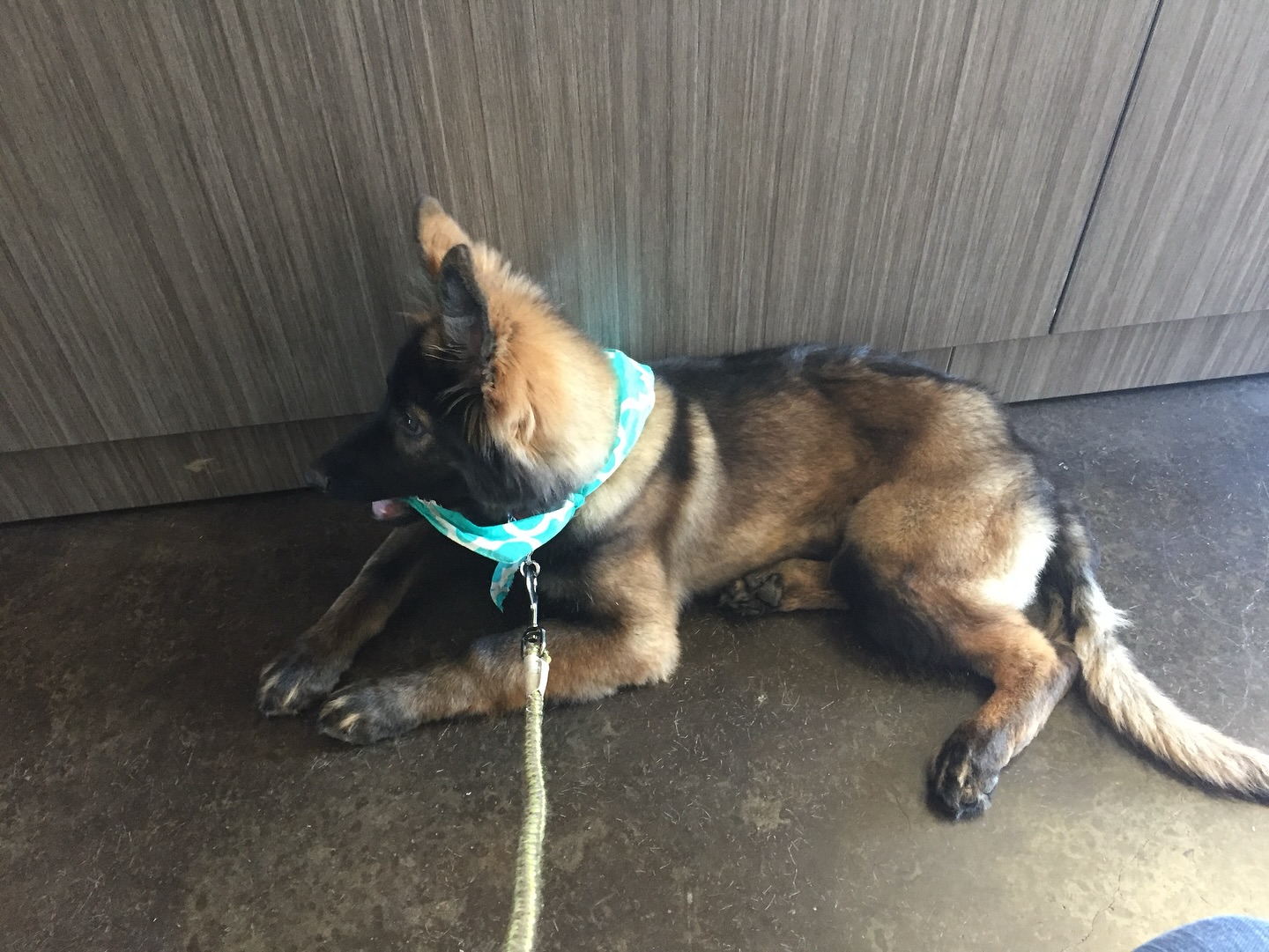 Post-walk front desk visits 🐾
A little check-in, a little rest, and then it’s back home 💛
#nashvillepetsitter #hendersonvillepetsitter #dogwalking #petcare #dogsofnashvilletn #puppiesofnashville