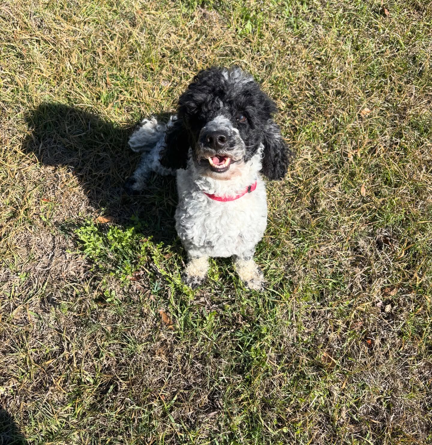 People think poodles are easy to train because they’re smart. But here’s the thing — a smart dog is also a dog that will outsmart YOU if you’re not consistent.
3 things that actually work with high-intelligence breeds. Save this. 👇
1
Mental stimulation first. A bored smart dog is a destructive smart dog. Train before play — a mentally tired dog is a focused dog.
2
Raise the criteria slowly. Smart dogs get bored with repetition fast. Once they’ve got it, add distance, duration, or distraction — keep it interesting.
3
Don’t repeat cues. Saying “sit, sit, SIT” teaches your dog that the first two don’t count. Say it once, wait, then help them succeed.
High-intelligence breeds thrive with the right guidance. We can help.
#dogsofsavannah #savannahga