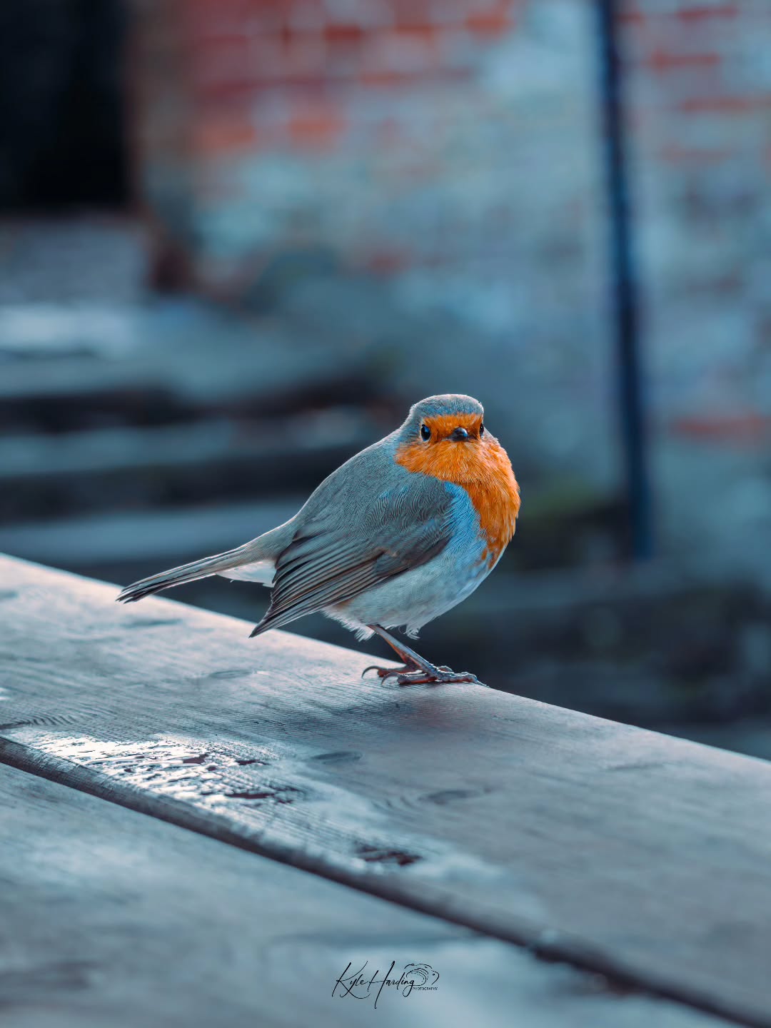 A quiet moment, just for a second.
It paused… just long enough to notice I was there.
These are the moments I always come back to — brief, simple, and easy to miss if you’re not looking for them.
Nature doesn’t rush… and sometimes, neither should we.
#robin #europeanrobin #birdphotography #wildlifephotography
#naturephotography
