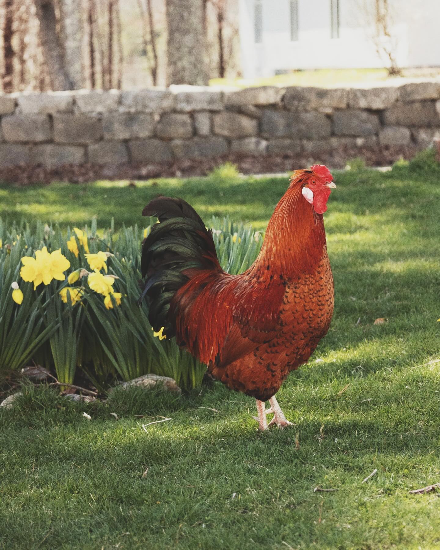 Who’s your favorite non-bovine animal to see on the farm? 🐏🦙🐓
.
.
.
# hilltopfarm #masonnh #pastureraised #rooster #llama #sheepfarming #horneddorset #nhfarms #farmstore #chickensofinstagram