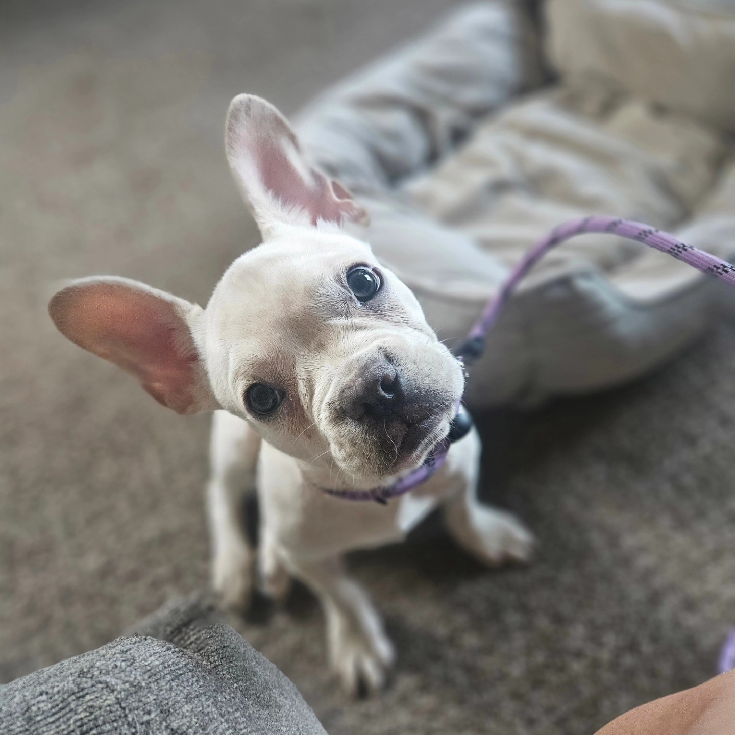 🚨Got a new puppy? Let’s start off on the right paw! 🐾
Housebreaking struggles? Sleepless nights? Chewed-up shoes?
Our Puppy Board & Train program is designed to set your pup up for long-term success in your home. 🏡
✅ Potty training
✅ Crate conditioning
✅ Structure & routines
✅ Basic obedience foundations
✅ Confidence building
We do the hard work with love, so you can enjoy the good stuff—like cuddles, playtime, and a well-mannered pup. 💛
📍Spots are limited. Message us to reserve your puppy’s stay!
#PuppyTraining #BoardAndTrain #HousebreakingHelp #PuppyTips #DogTrainer #OhioDogTrainer #PuppyLove #CrateTraining