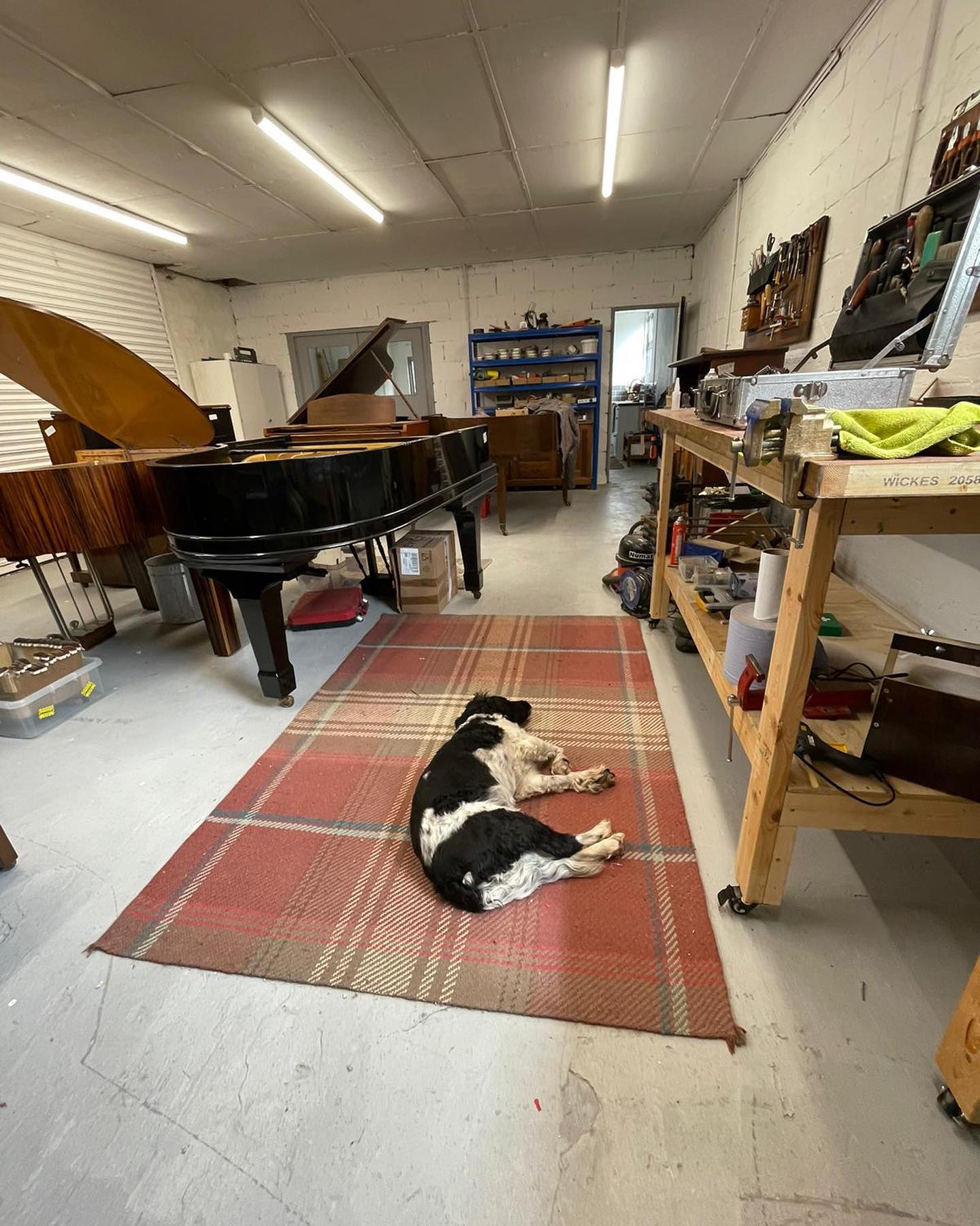 Stop sleeping on the job Alfie, you’re supposed to be helping me, man! 🙄
#pianorestoration #pianotuning #pianoregulation #piano #tuner #dogslife