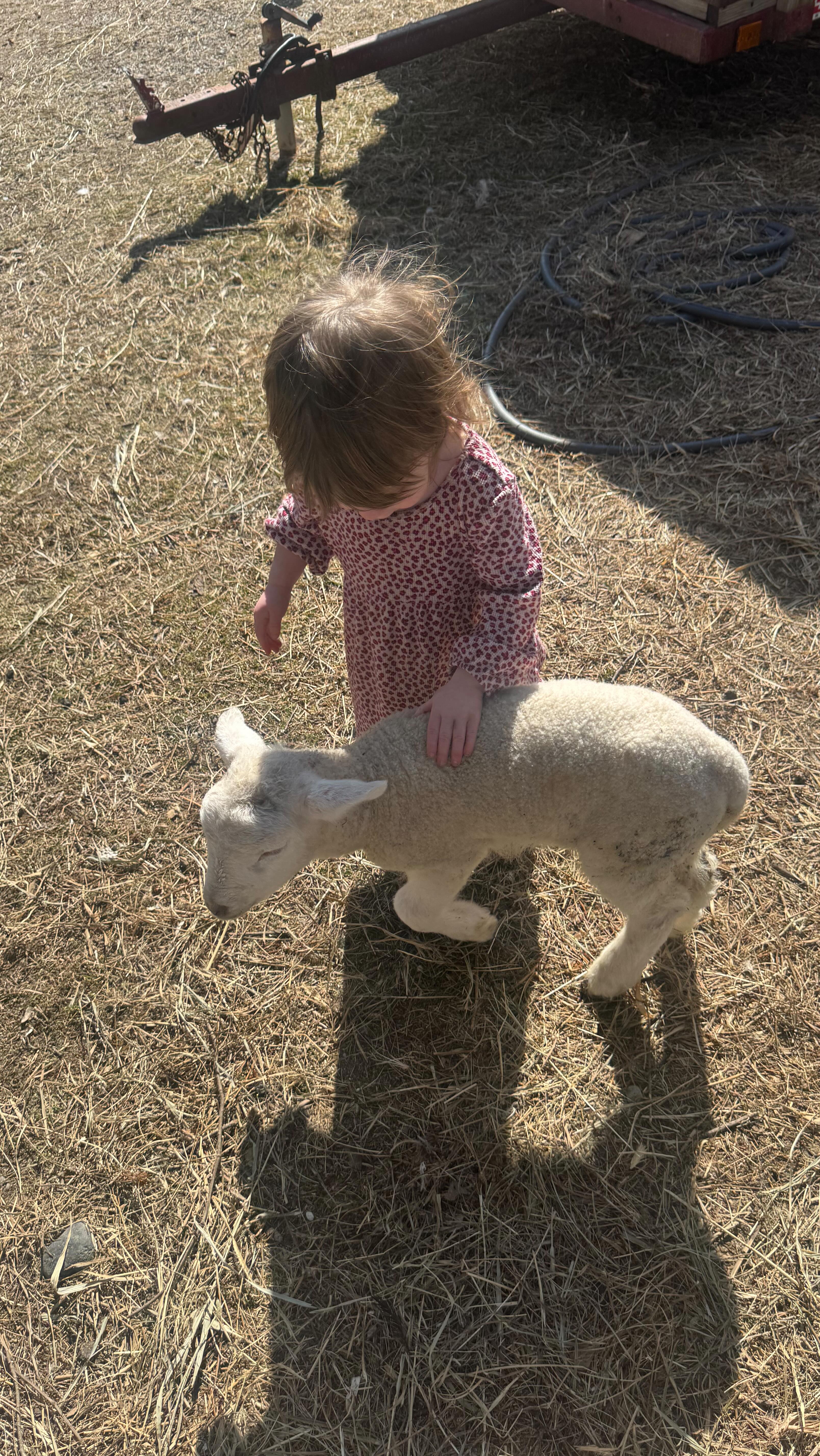 Thank you for coming to see us @gffarmersmarket & @saratogafarmersmarket today, we took the afternoon to enjoy the sunshine and try to teach Dobby how to sheep. She wanted to stay with Pepper (the dog).
#lamb #sheepsheep #sheepfarming